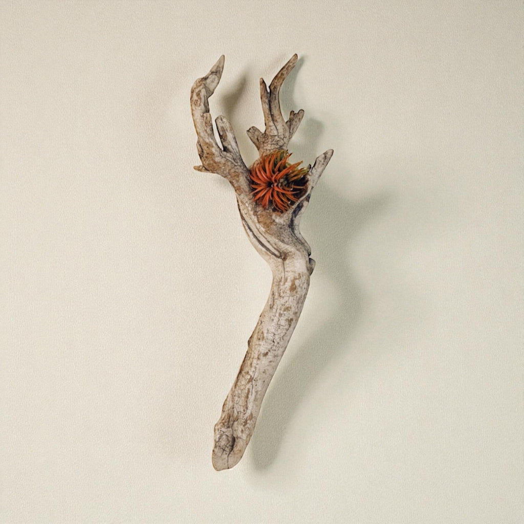 Driftwood Air Plant Wall Hanging | Coastal Driftwood Wall Decor with Live Tillandsia