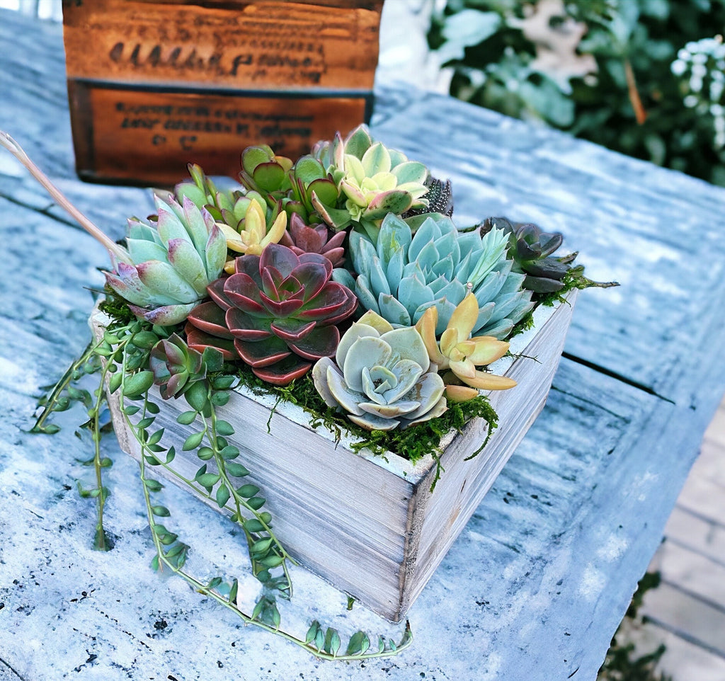 Luxury Succulent Arrangement in Wooden Box Planter | Colorful Live Succulent Centerpiece | Succulent Bouquet Gift | Designer Plant Decor