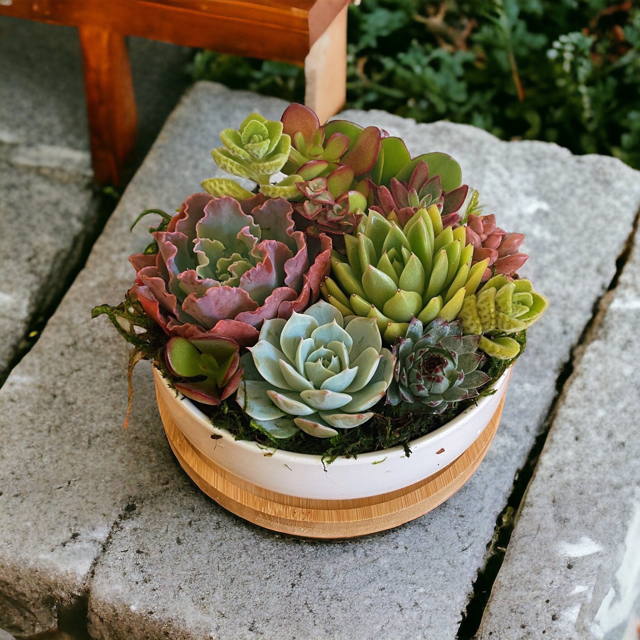 Succulent Arrangement in White Ceramic Pot with Bamboo Tray