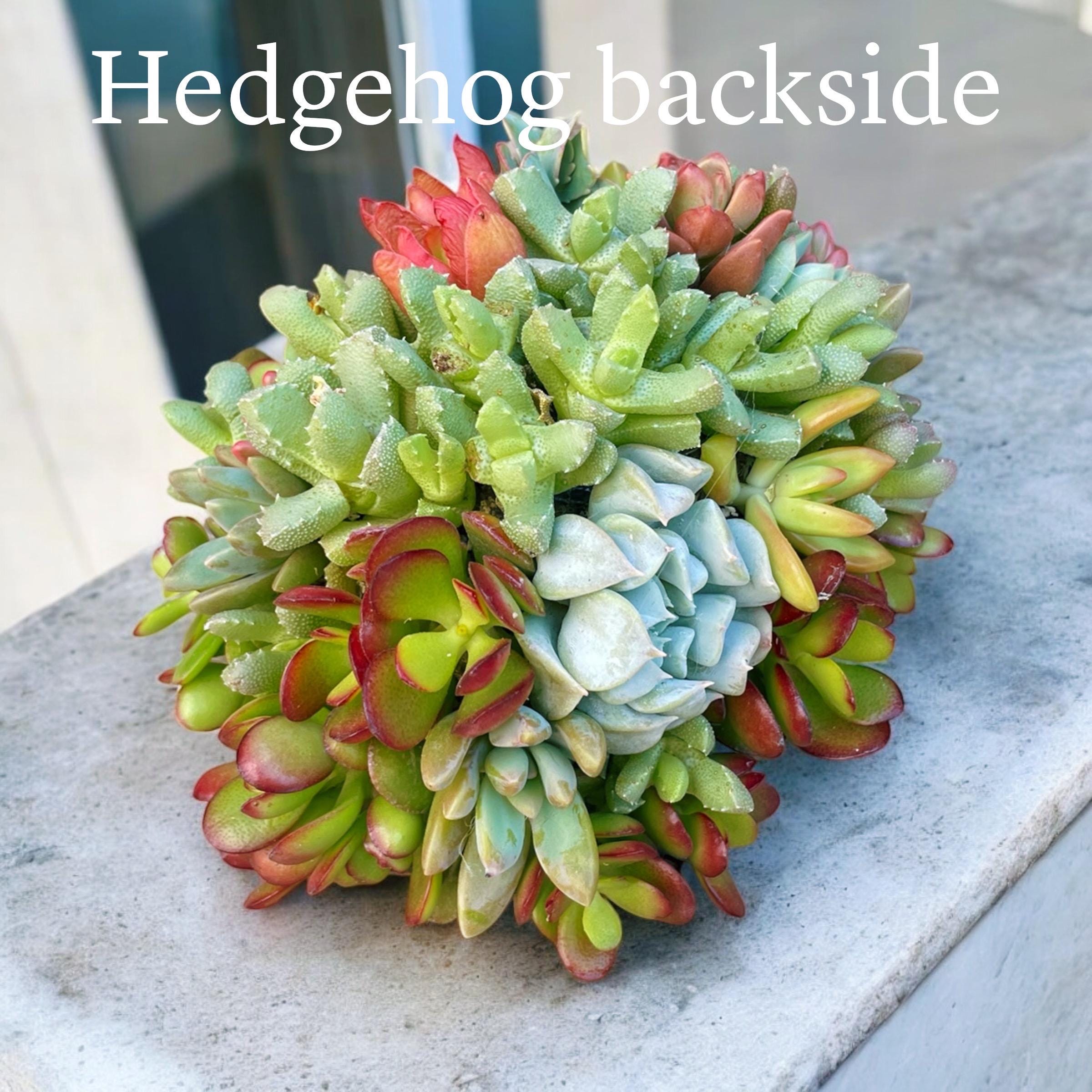 Mini Succulent Hedgehog Planter