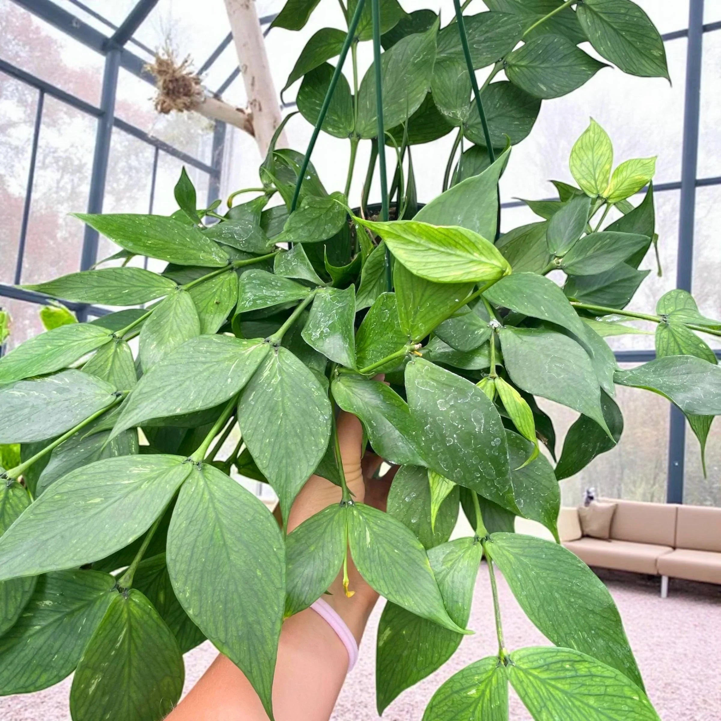 Hoya “Mermaid Tail” – Rare Trailing Hoya Plant