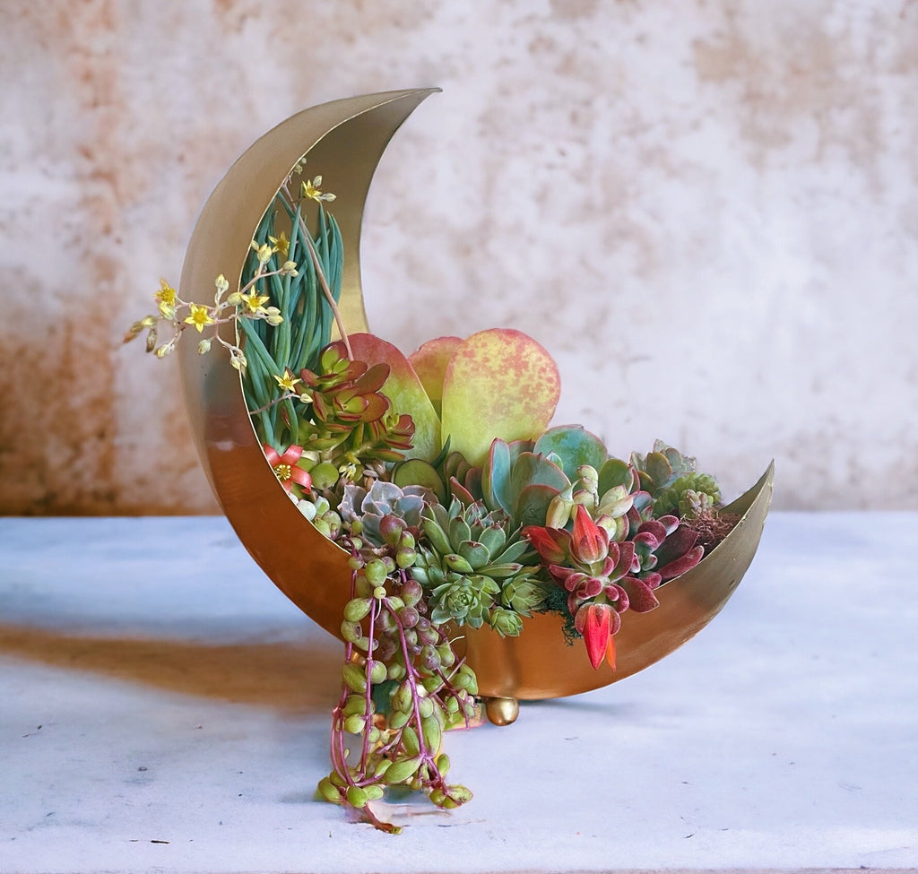 Gold Moon Succulent Planter