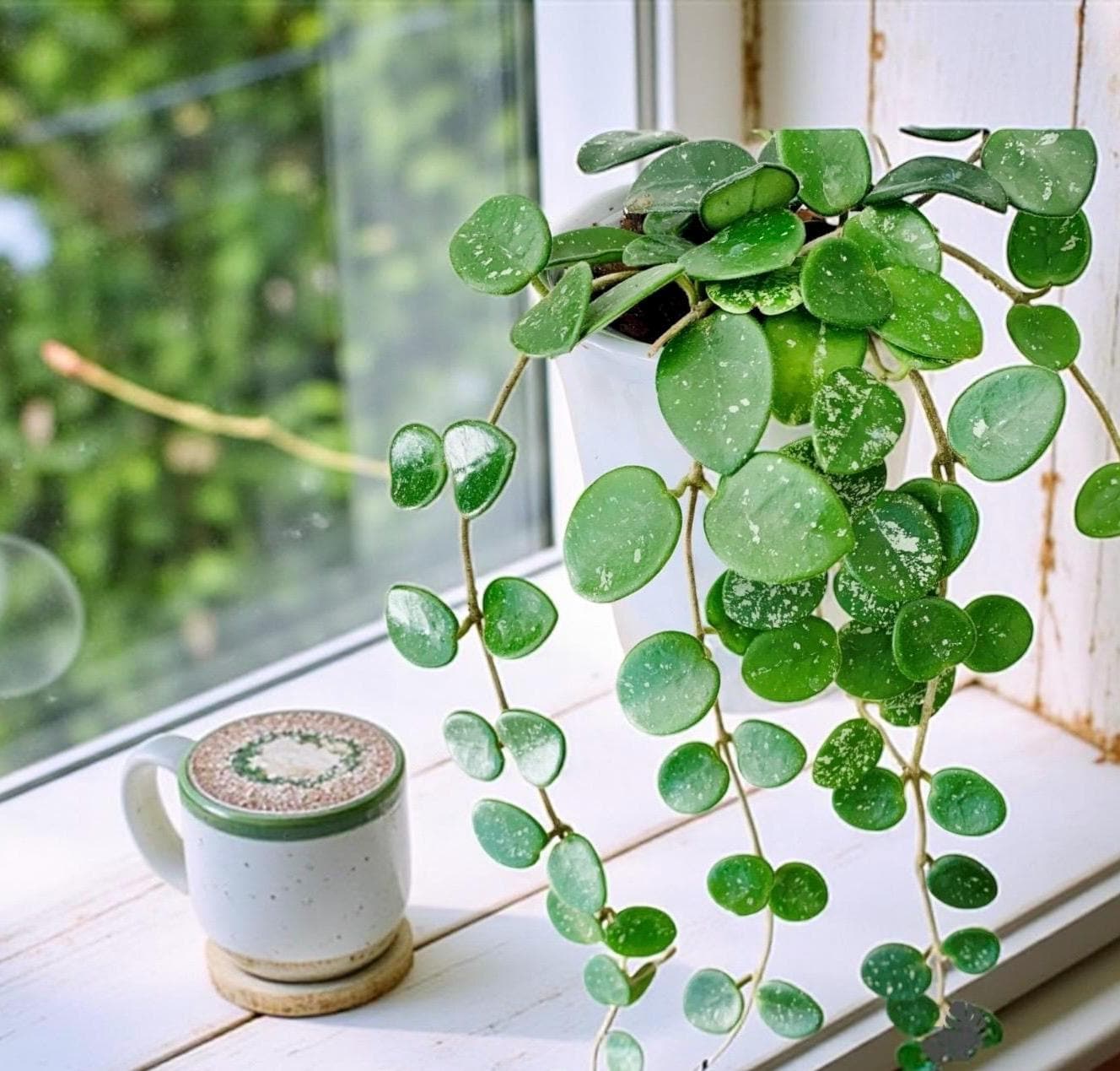 Hoya Mathilda – Rare Trailing Hoya with Speckled Leaves