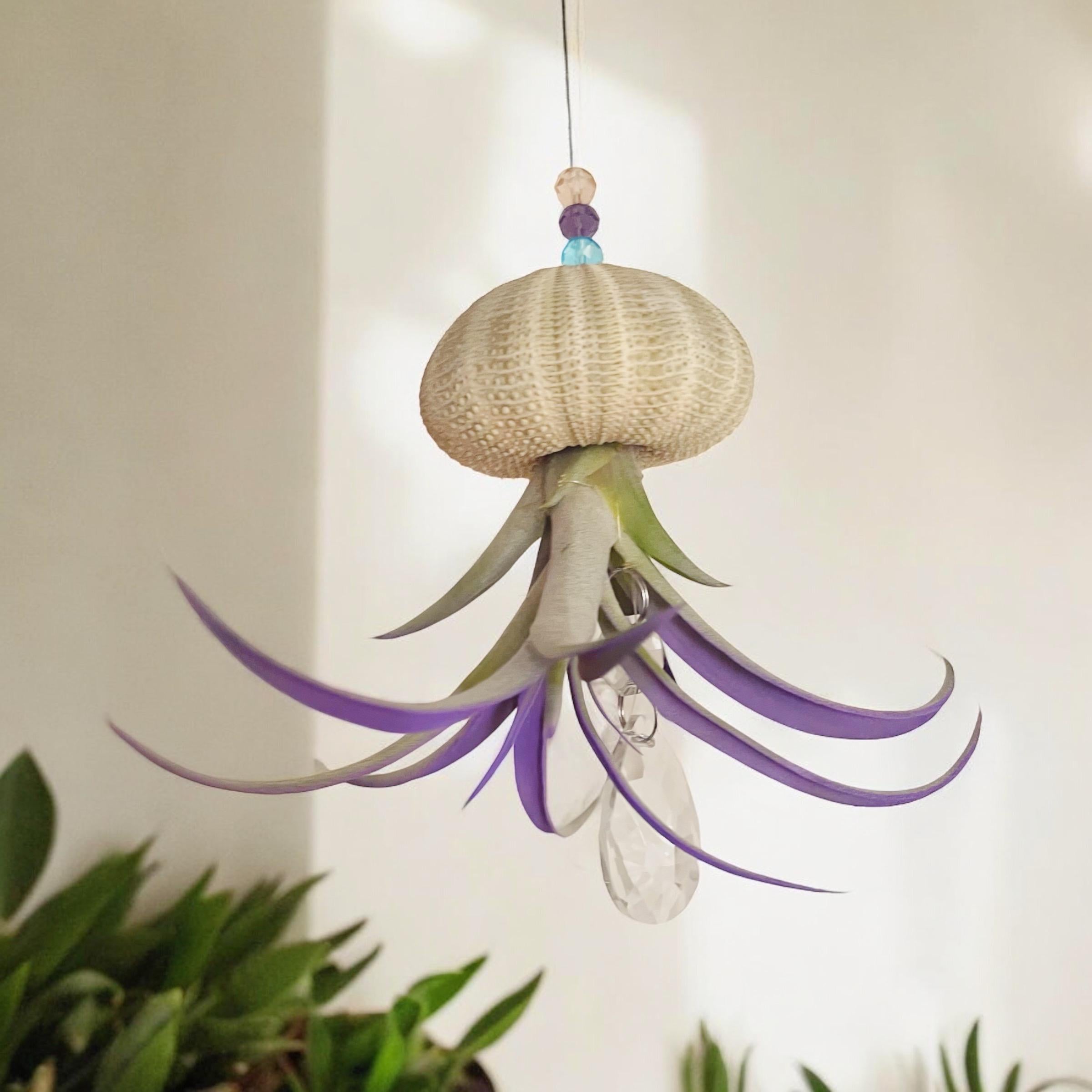 Colorful Sea Urchin Air Plant Ornament
