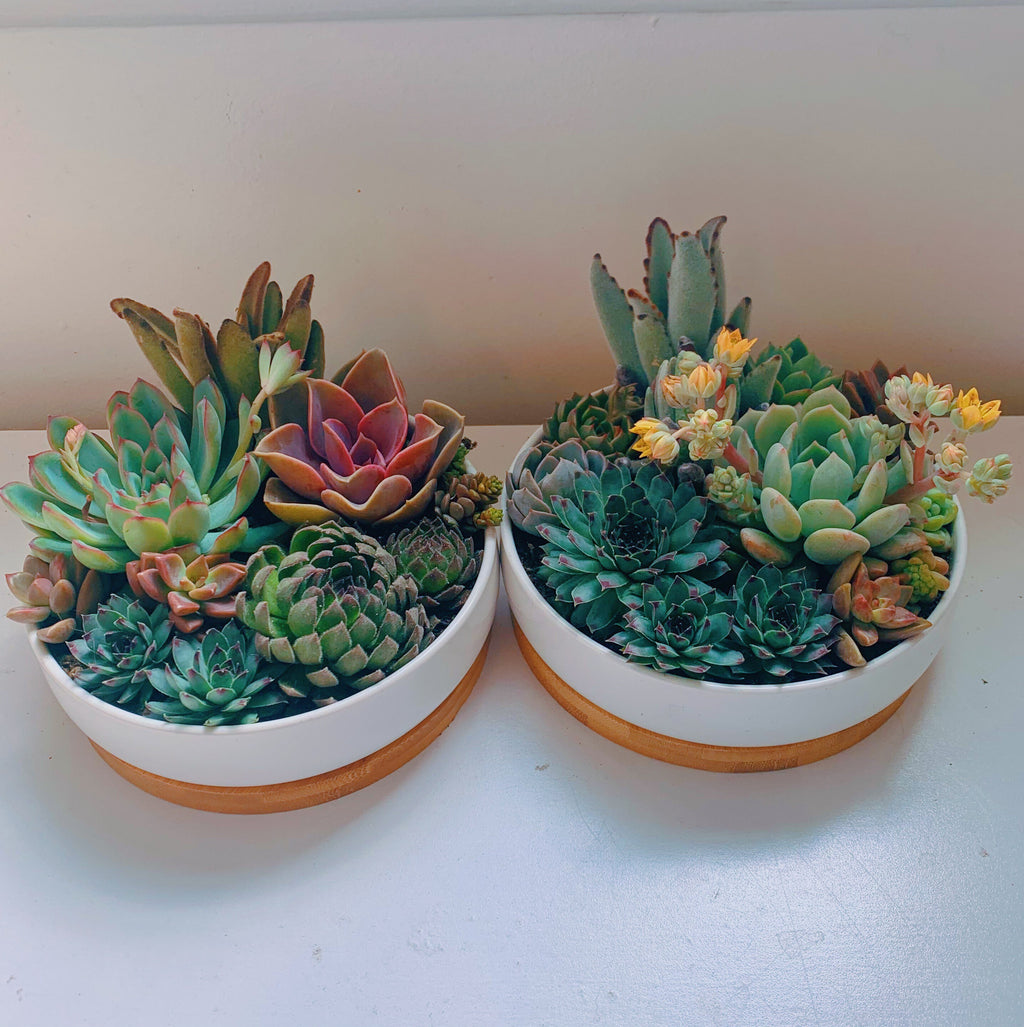 Succulent Arrangement in White Ceramic Pot with Bamboo Tray