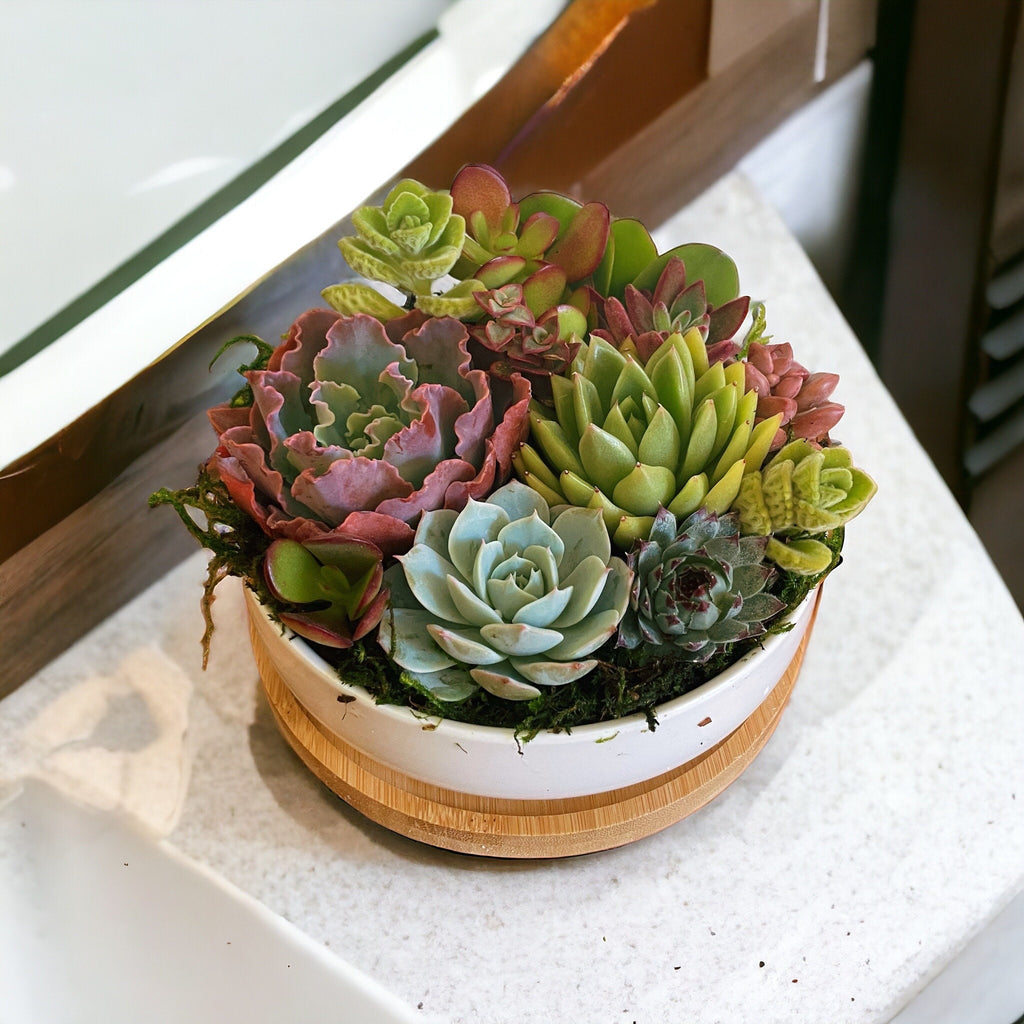 Succulent Arrangement in White Ceramic Pot with Bamboo Tray