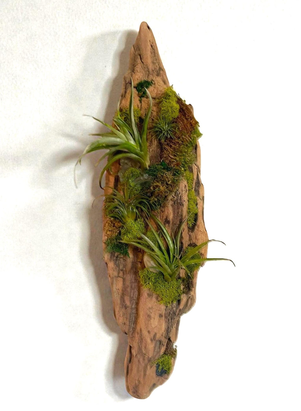 Driftwood Air Plant Wall Hanging | Coastal Driftwood Wall Decor with Live Tillandsia
