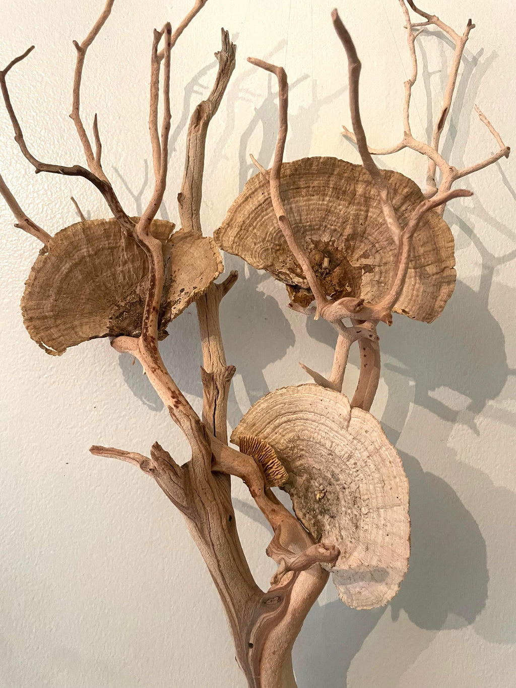 Manzanita Driftwood Wall Hanging with Dried Mushrooms
