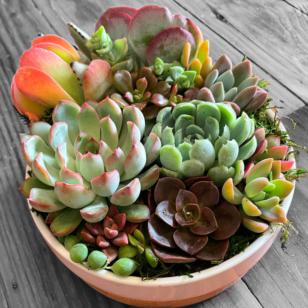 Succulent Arrangement in White Ceramic Pot with Bamboo Tray