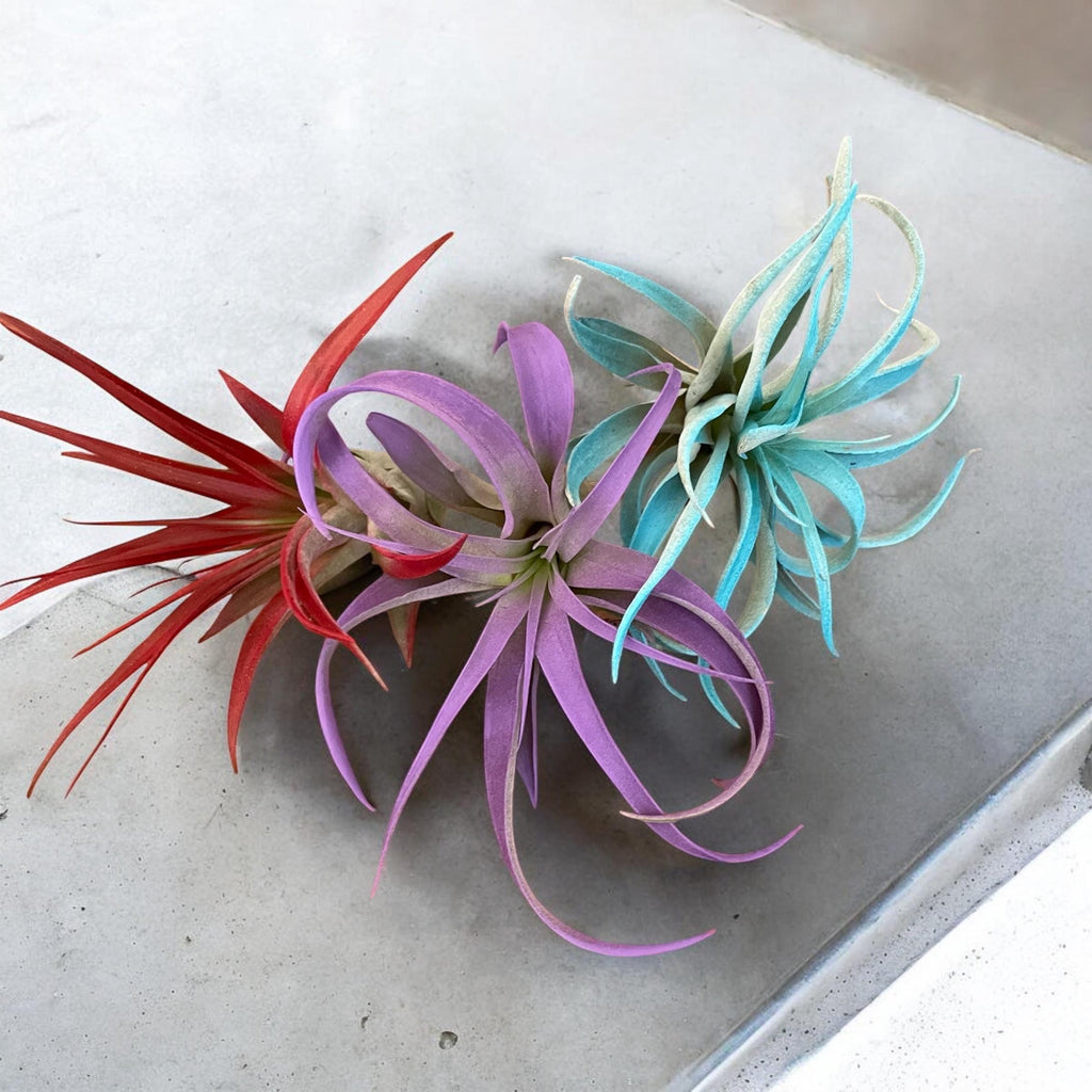 Colorful Sea Urchin Air Plant Ornament