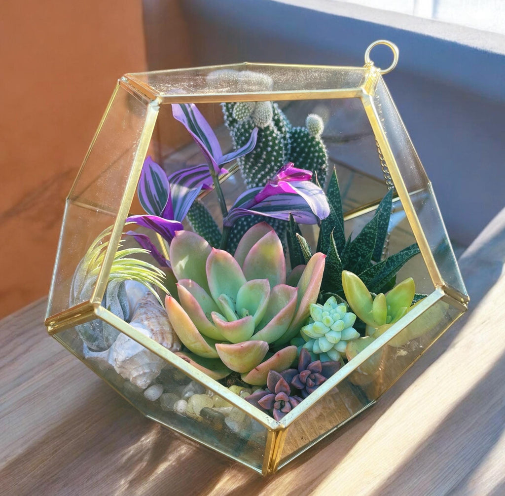 DIY Terrarium Kit with Live Succulents & Cactus | Build Your Own Glass Terrarium Garden
