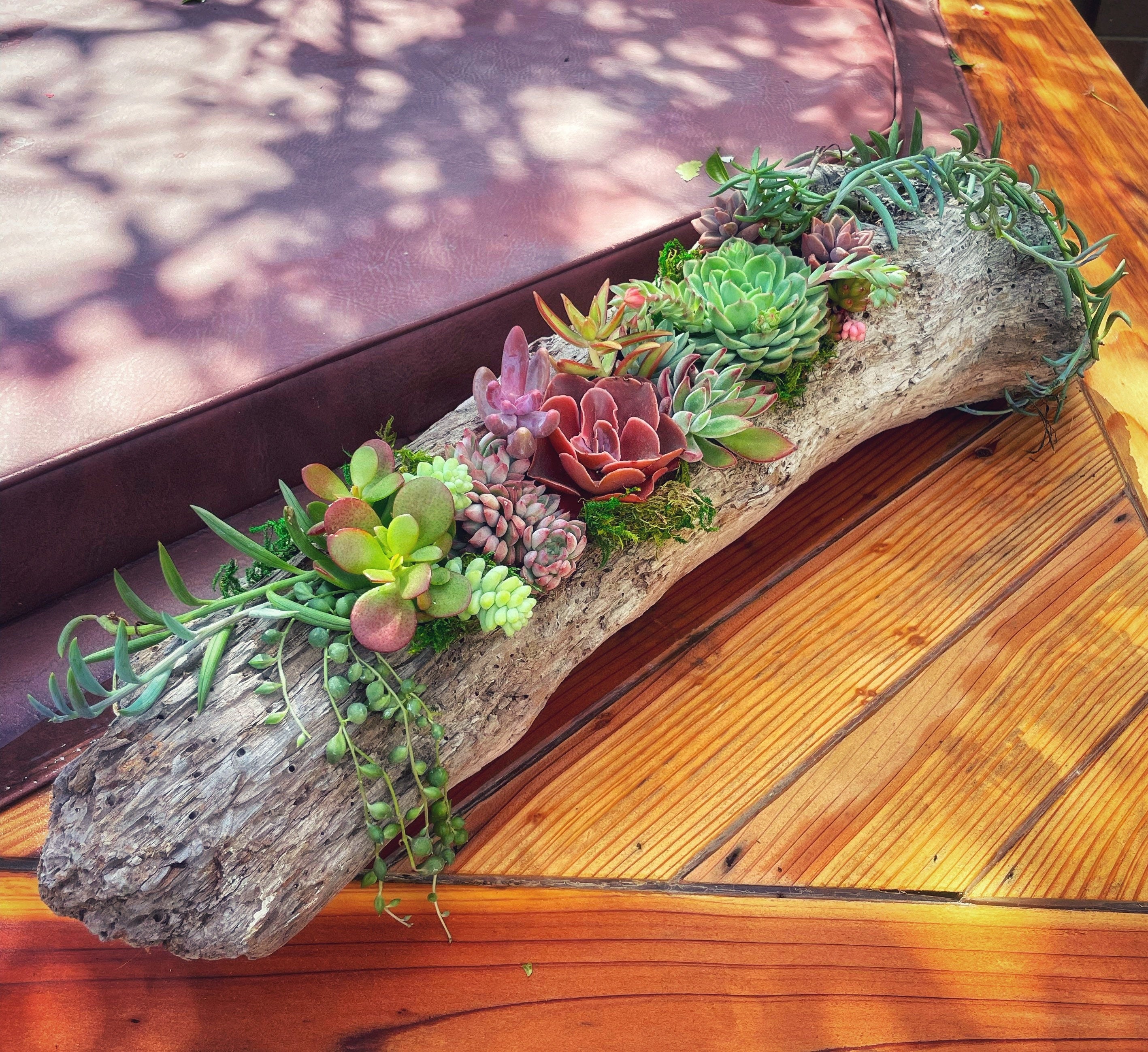 Hand-Carved Driftwood Succulent Planter