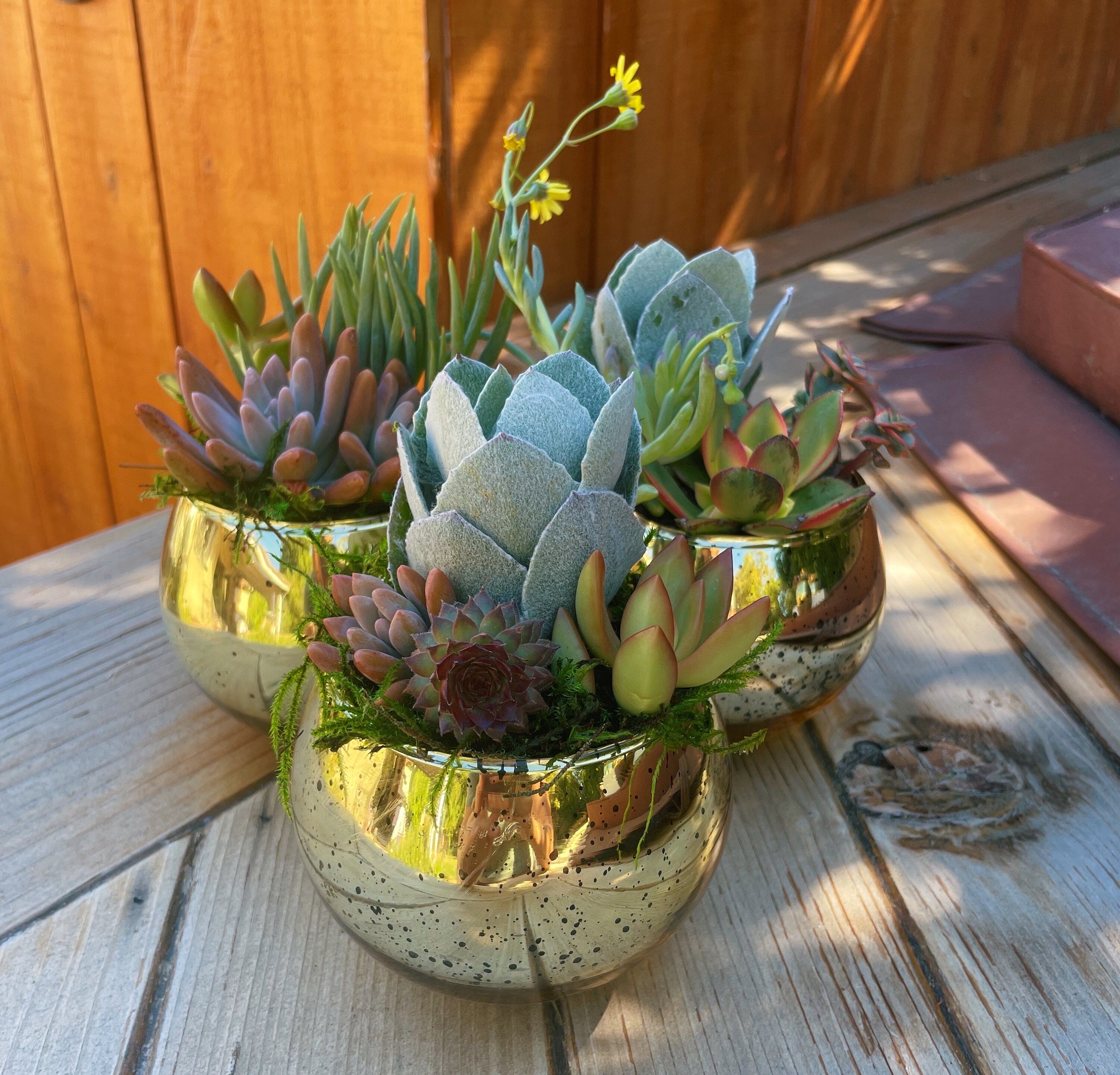 ✨ Mercury Gold Succulent Favors (2 or 4” Pots)