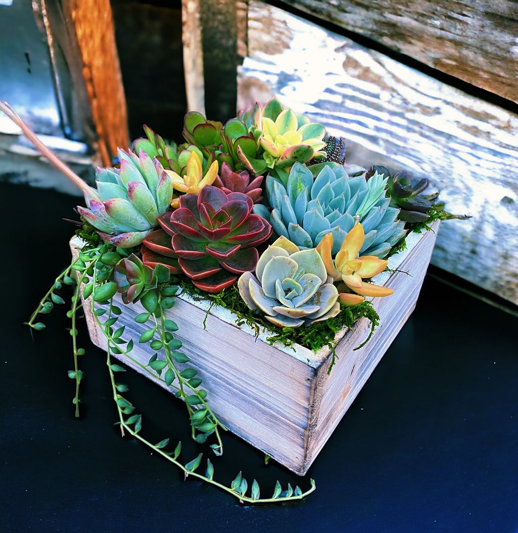 Luxury Succulent Arrangement in Wooden Box Planter | Colorful Live Succulent Centerpiece | Succulent Bouquet Gift | Designer Plant Decor