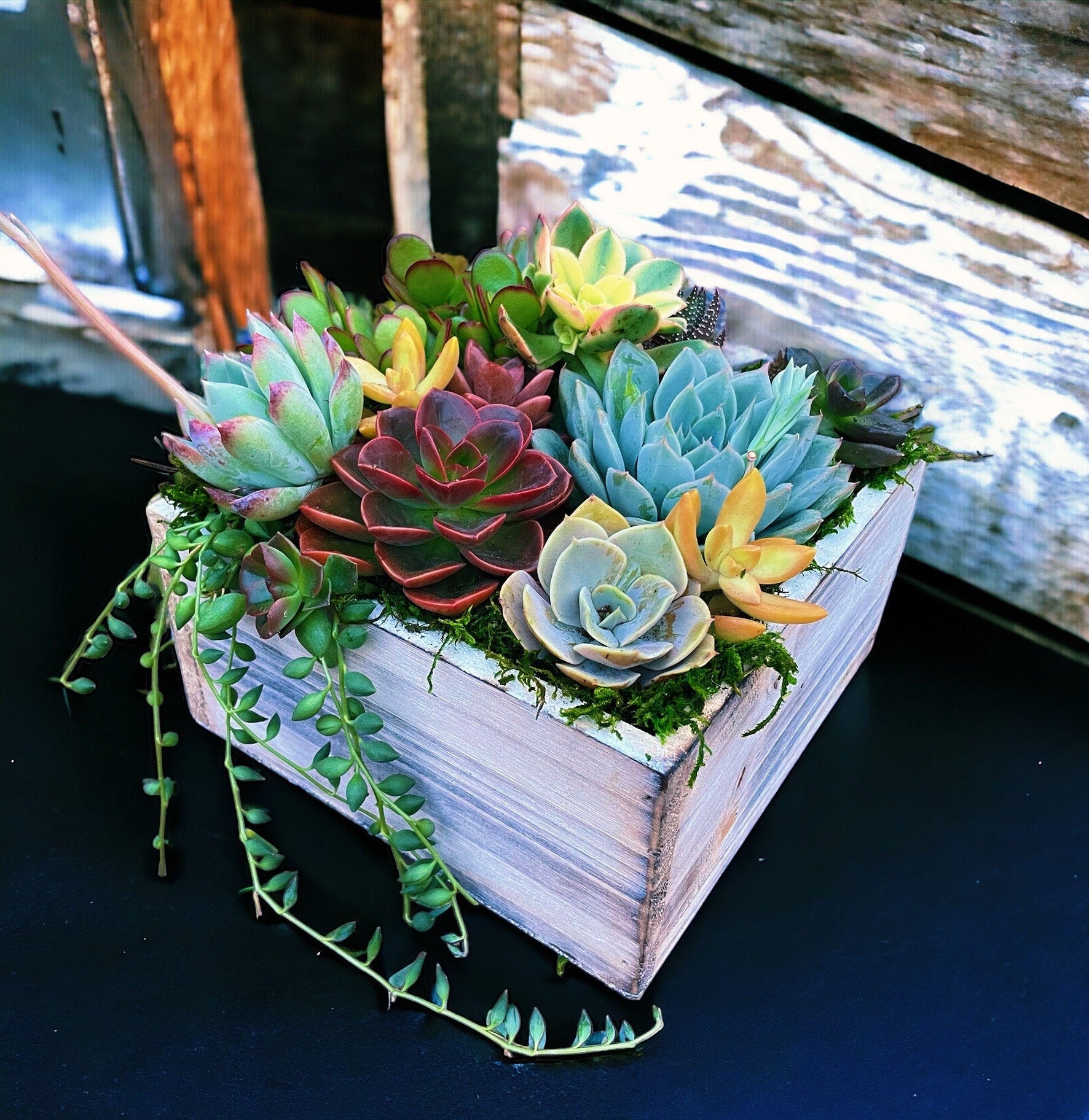 Luxury Succulent Arrangement in Wooden Box Planter | Colorful Live Succulent Centerpiece | Succulent Bouquet Gift | Designer Plant Decor