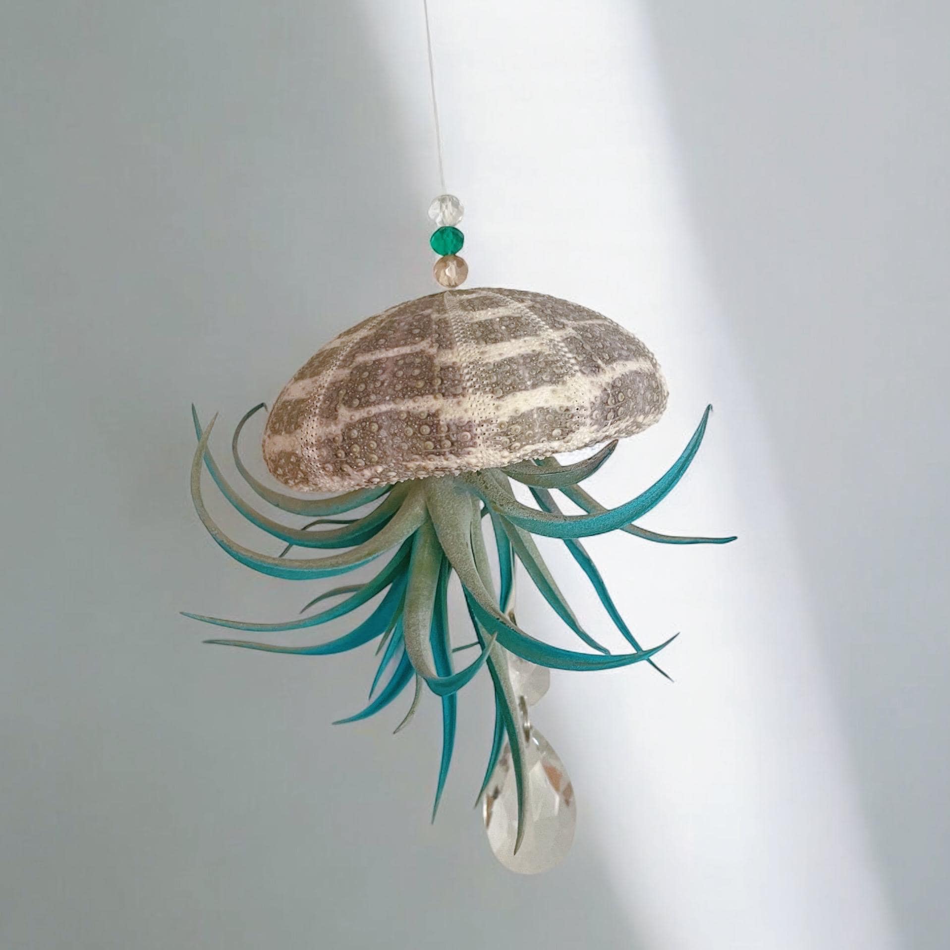Colorful Sea Urchin Air Plant Ornament