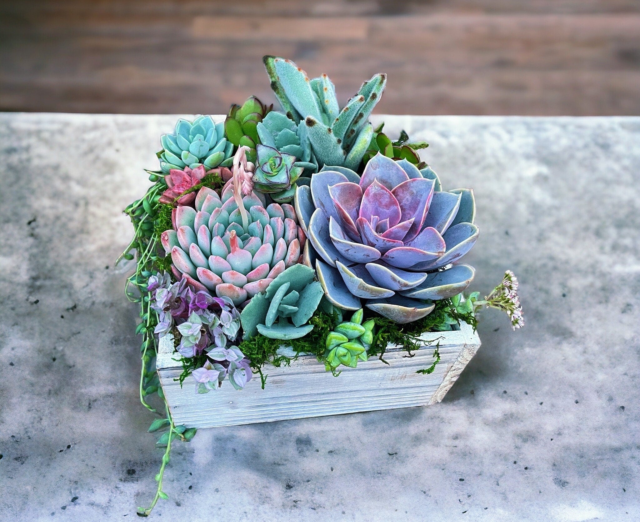 Luxury Succulent Arrangement in Wooden Box Planter | Colorful Live Succulent Centerpiece | Succulent Bouquet Gift | Designer Plant Decor