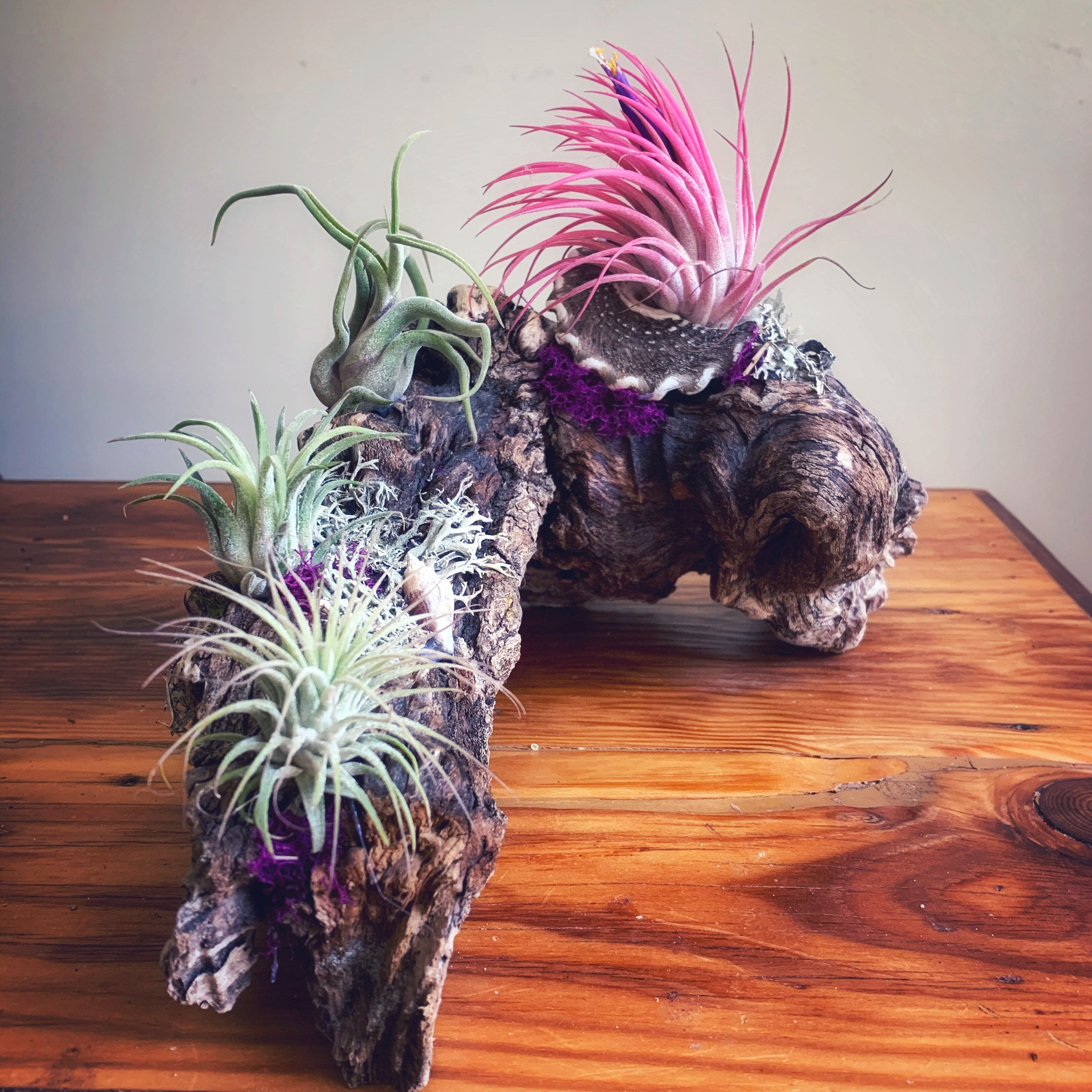 Malibu Driftwood Air Plant Centerpiece