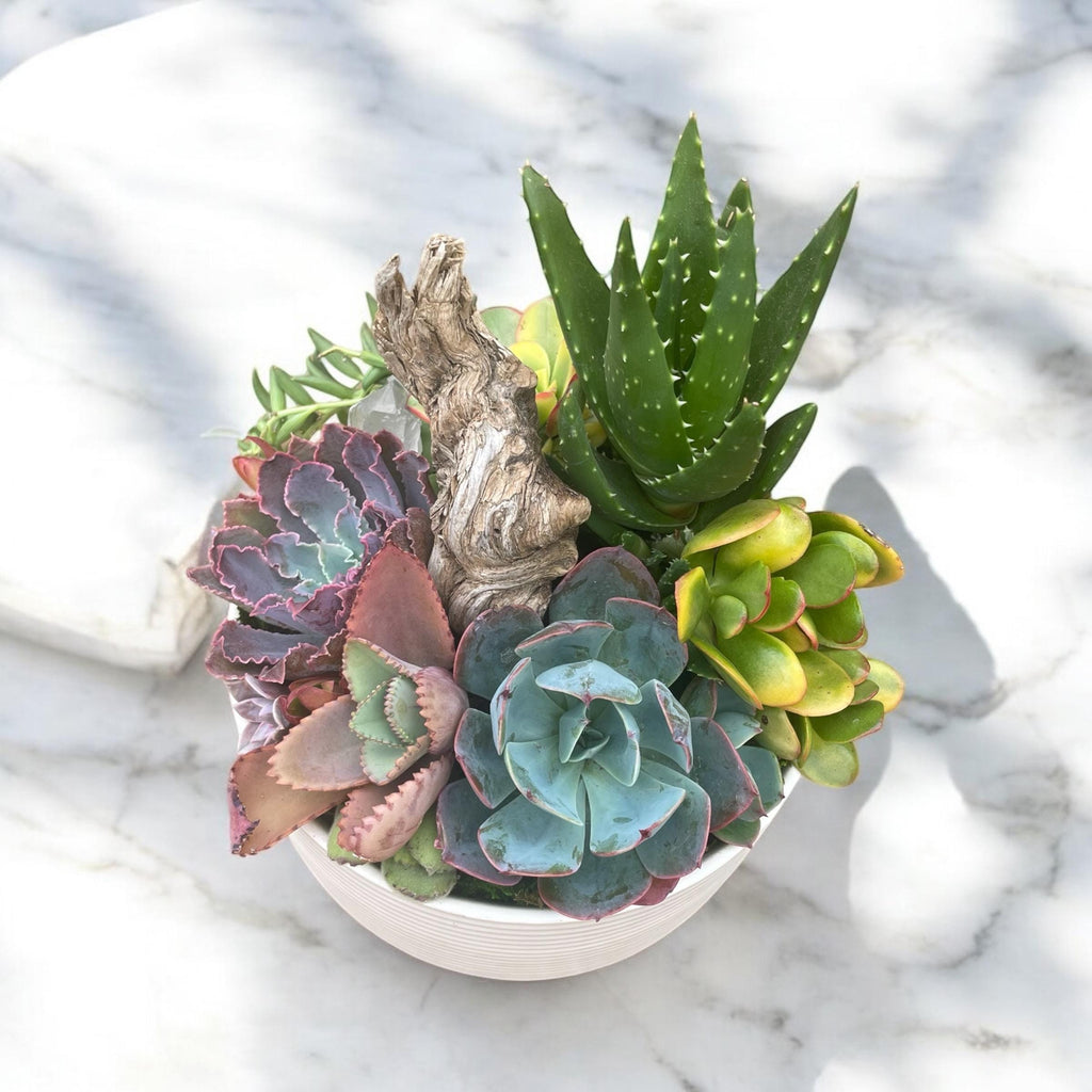 Desert Cowboy Succulent & Cactus Arrangement with Driftwood and Stones – Western Inspired Succulent Bowl, Southwest Home Decor