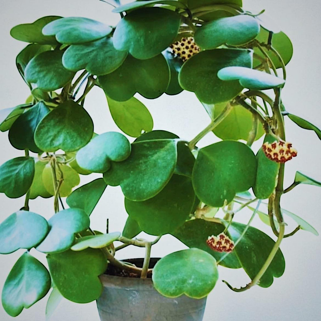 Hoya Kerrii Sweetheart Plant – Heart Shaped Hoya, Valentine Plant, Trailing Hoya Succulent, Live Indoor Houseplant