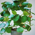 Hoya Kerrii Sweetheart Plant – Heart Shaped Hoya, Valentine Plant, Trailing Hoya Succulent, Live Indoor Houseplant