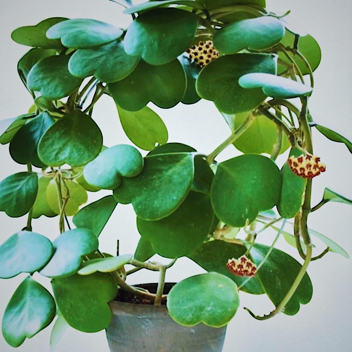 Hoya Kerrii Sweetheart Plant – Heart Shaped Hoya, Valentine Plant, Trailing Hoya Succulent, Live Indoor Houseplant