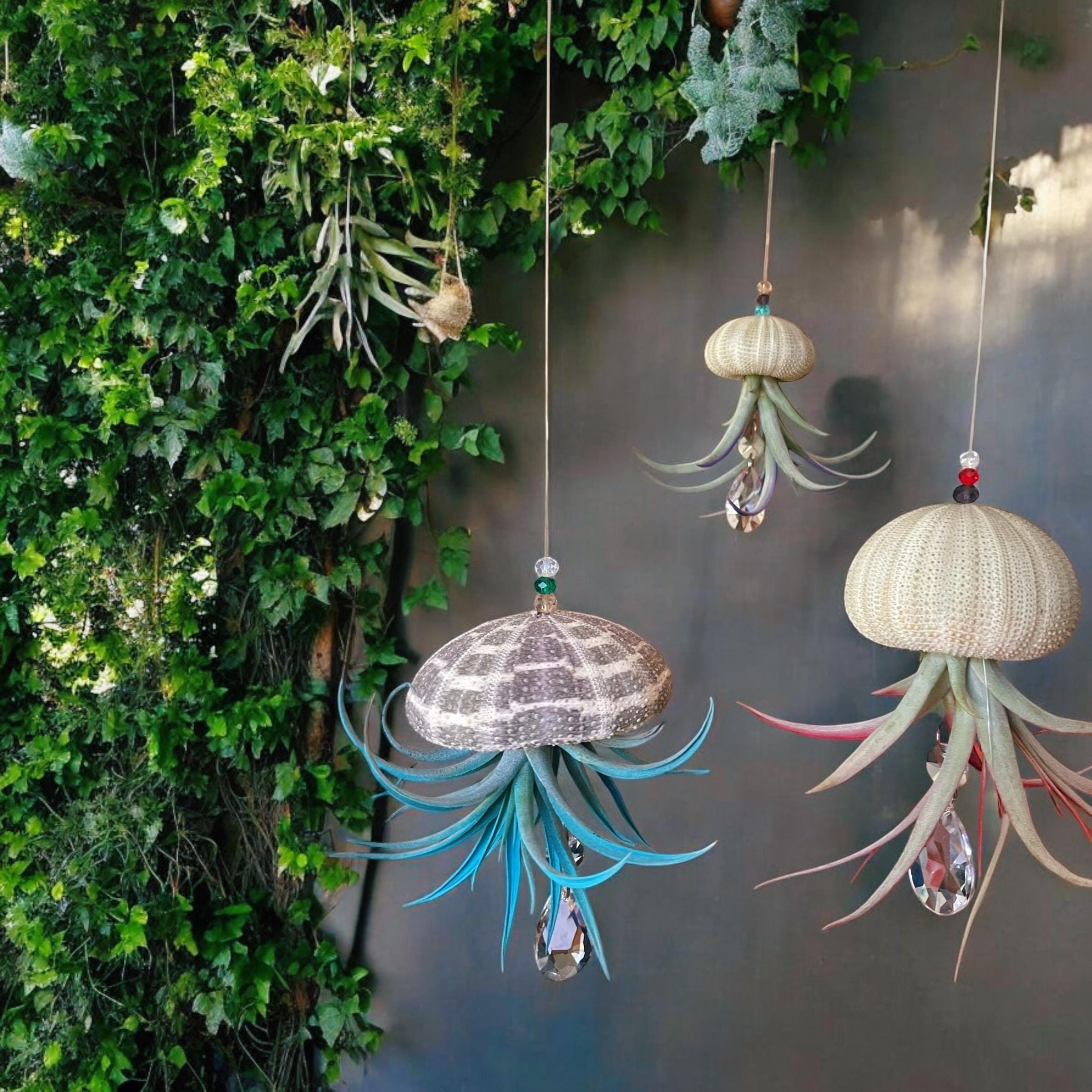 Colorful Sea Urchin Air Plant Ornament