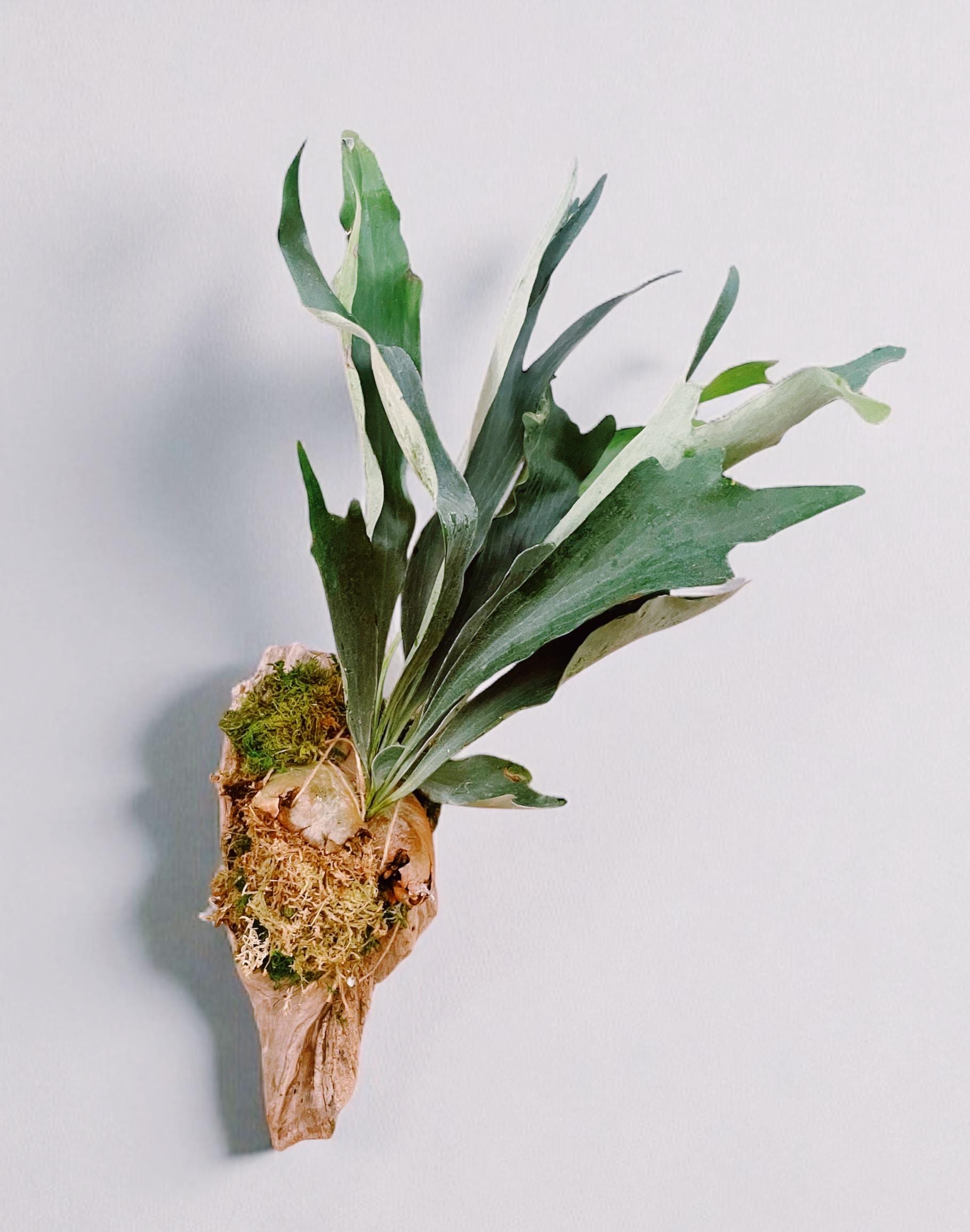 Staghorn Fern on Driftwood Wall Hanging