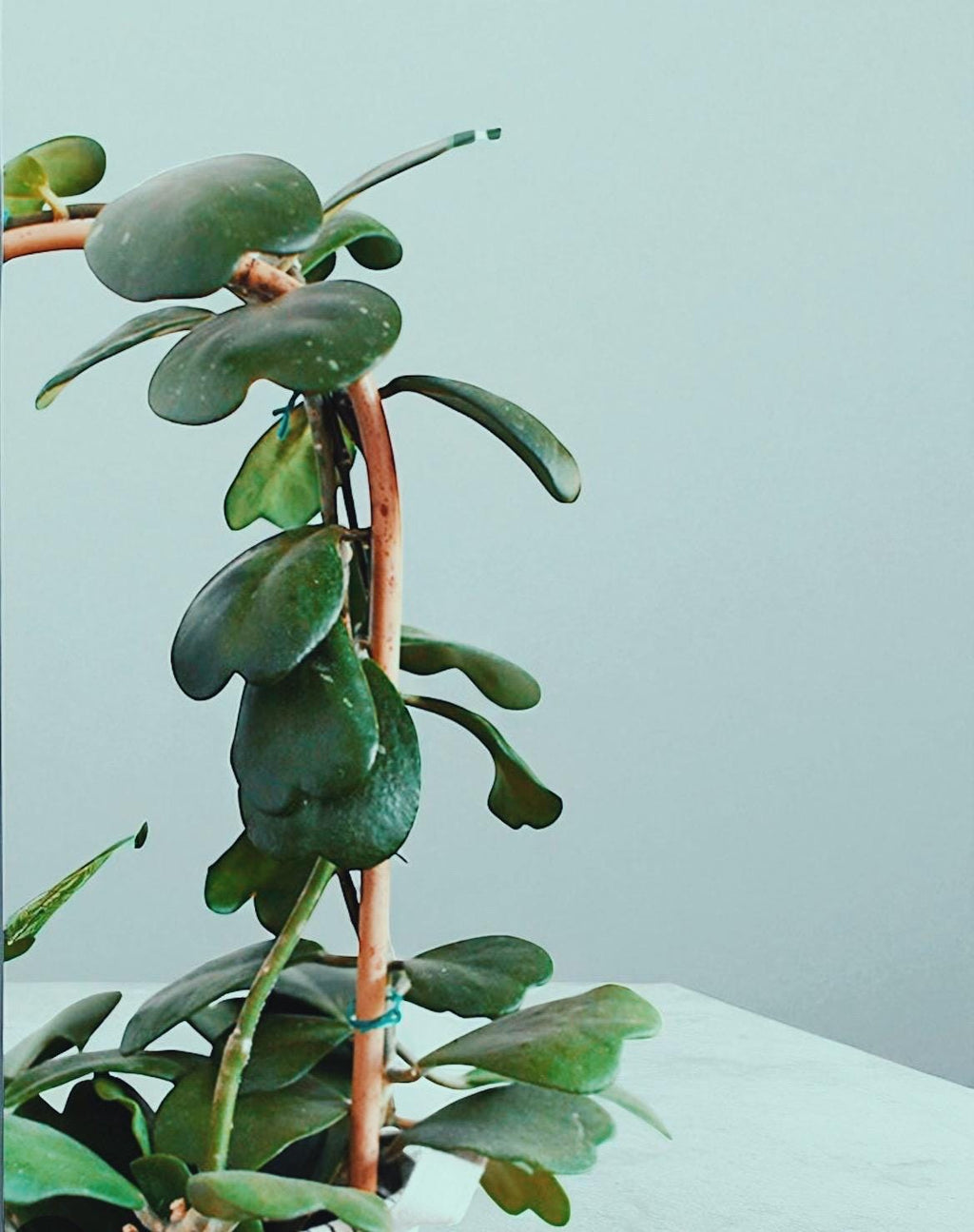 Hoya Kerrii Sweetheart Plant – Heart Shaped Hoya, Valentine Plant, Trailing Hoya Succulent, Live Indoor Houseplant