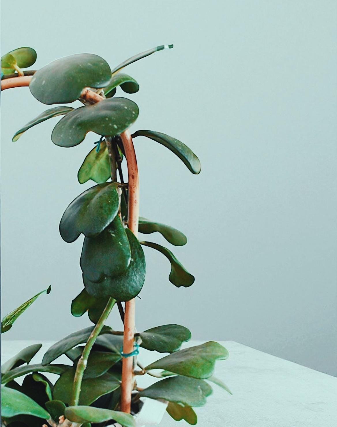 Hoya Kerrii Sweetheart Plant – Heart Shaped Hoya, Valentine Plant, Trailing Hoya Succulent, Live Indoor Houseplant