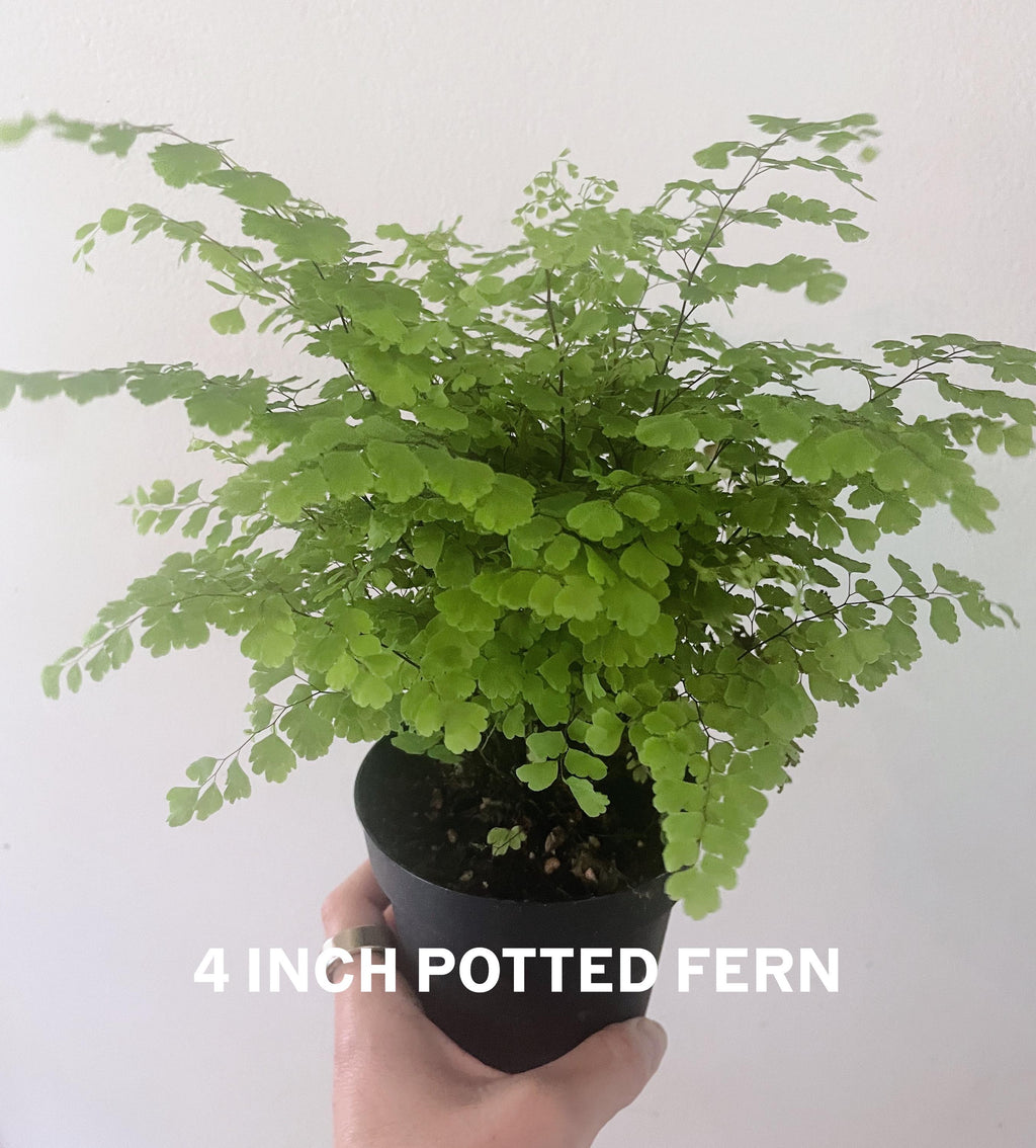 Elegant Maidenhair Fern (Adiantum) live houseplant with soft cascading fronds. Pet-safe and perfect for humid spaces. Available in 4” or 6” pots.