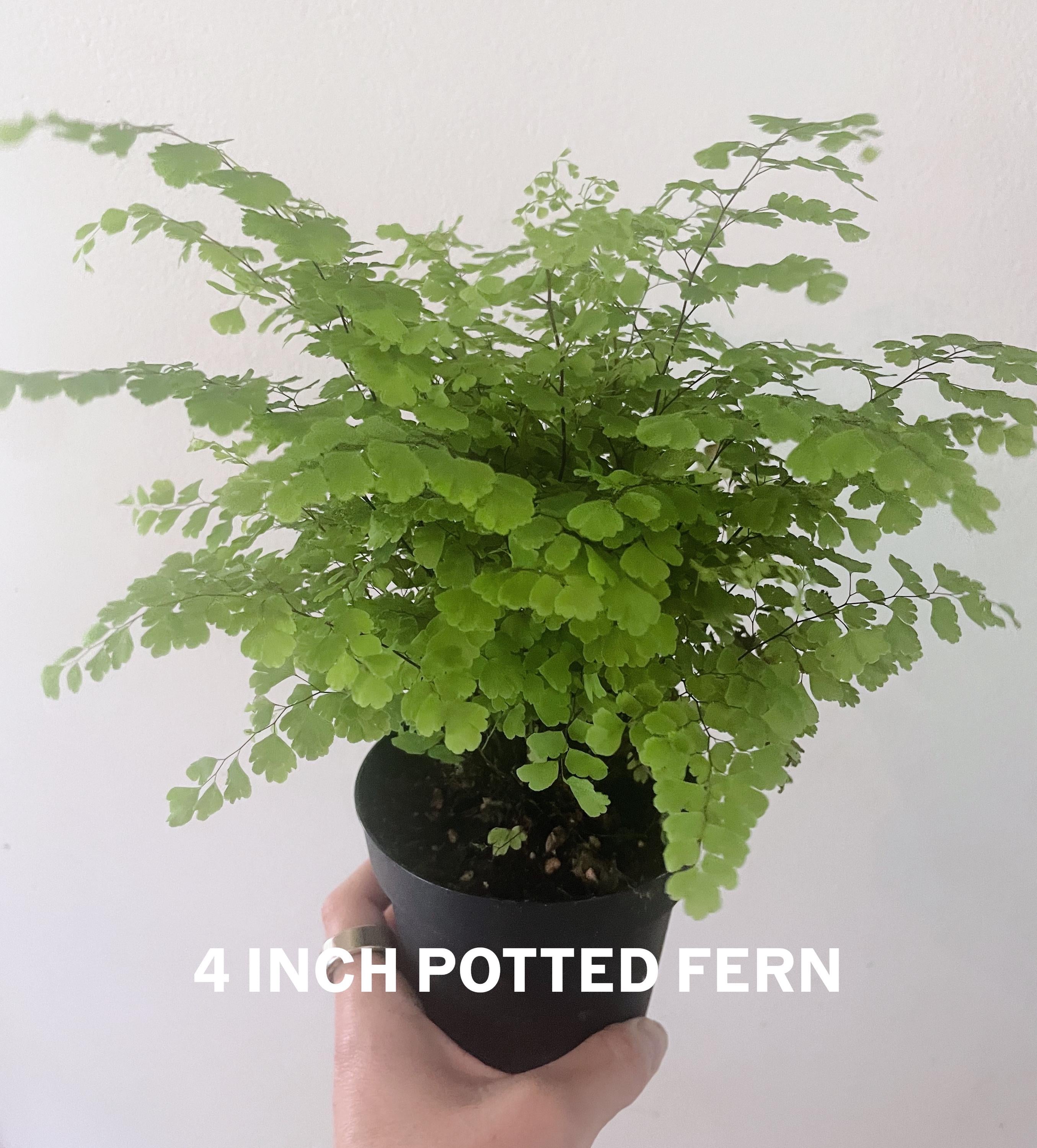 Elegant Maidenhair Fern (Adiantum) live houseplant with soft cascading fronds. Pet-safe and perfect for humid spaces. Available in 4” or 6” pots.