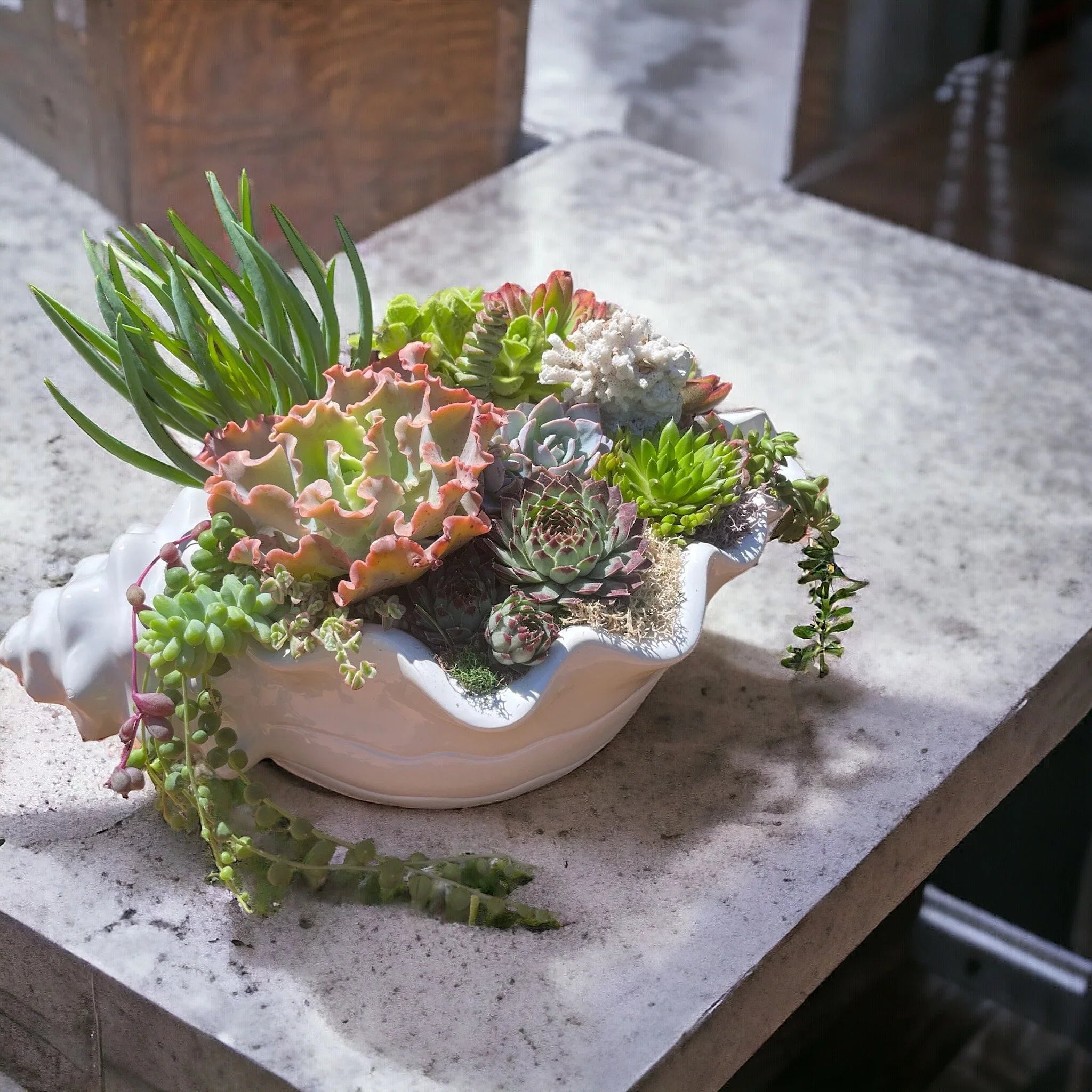 Seashell Succulent Planter – Coastal Malibu-Inspired Arrangement with Live Succulents