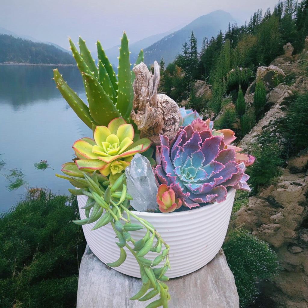 Driftwood Succulent Garden with Quartz Crystal – Coastal Ceramic Bowl Arrangement