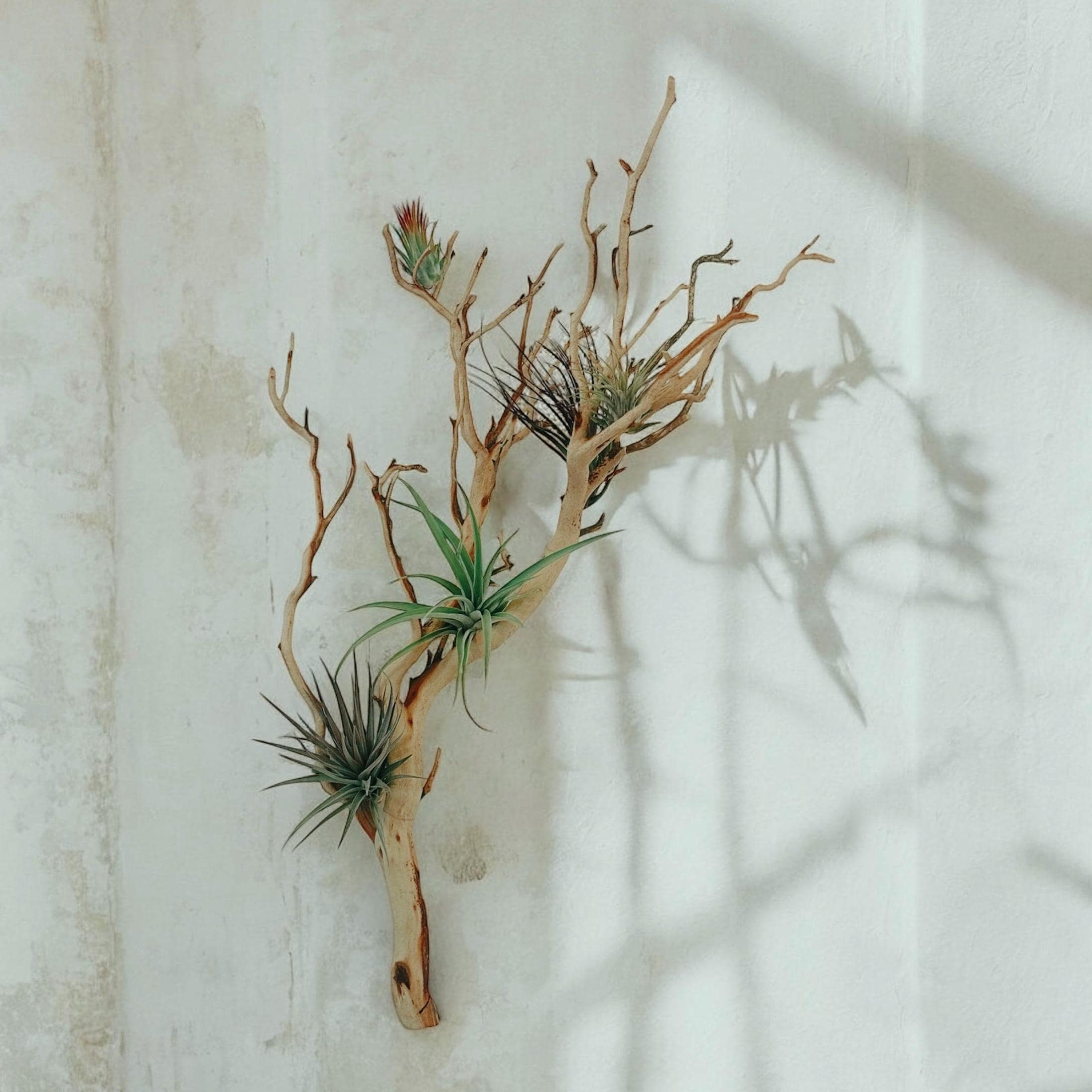 Large Manzanita Wall Hanging Air Plant Holder
