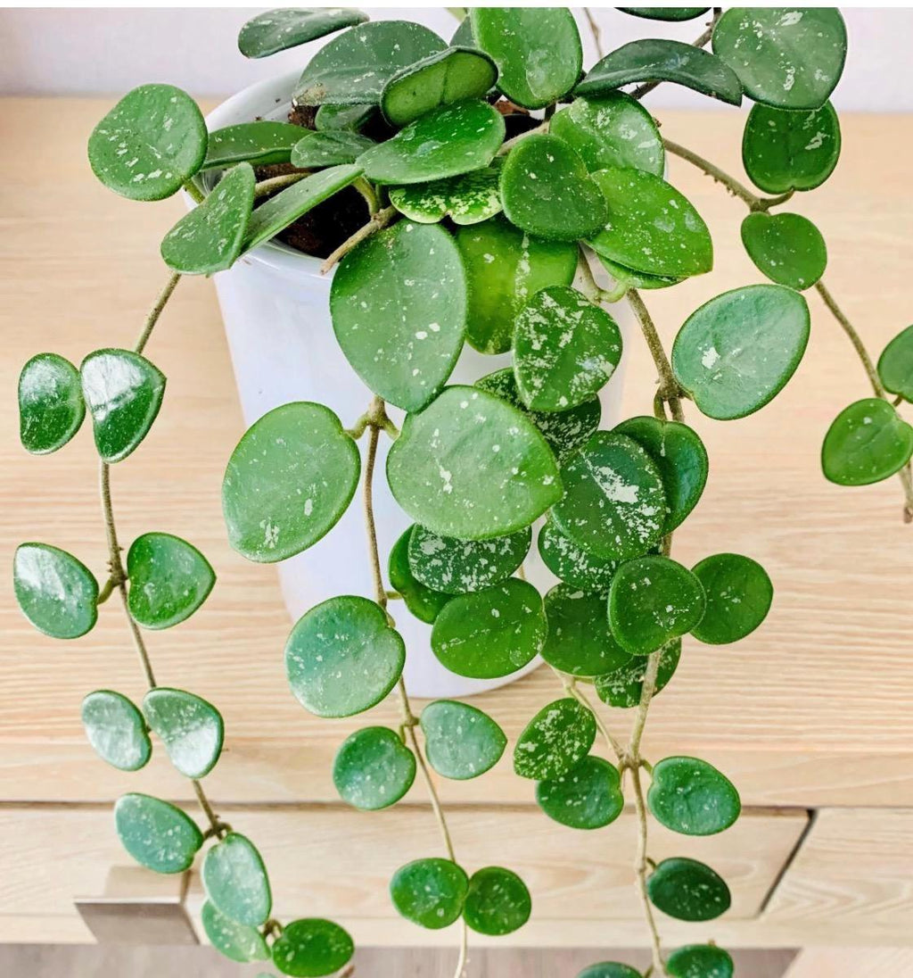 Hoya Mathilda – Rare Trailing Hoya with Speckled Leaves