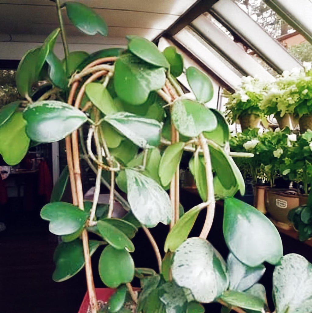 Hoya Kerrii Sweetheart Plant – Heart Shaped Hoya, Valentine Plant, Trailing Hoya Succulent, Live Indoor Houseplant