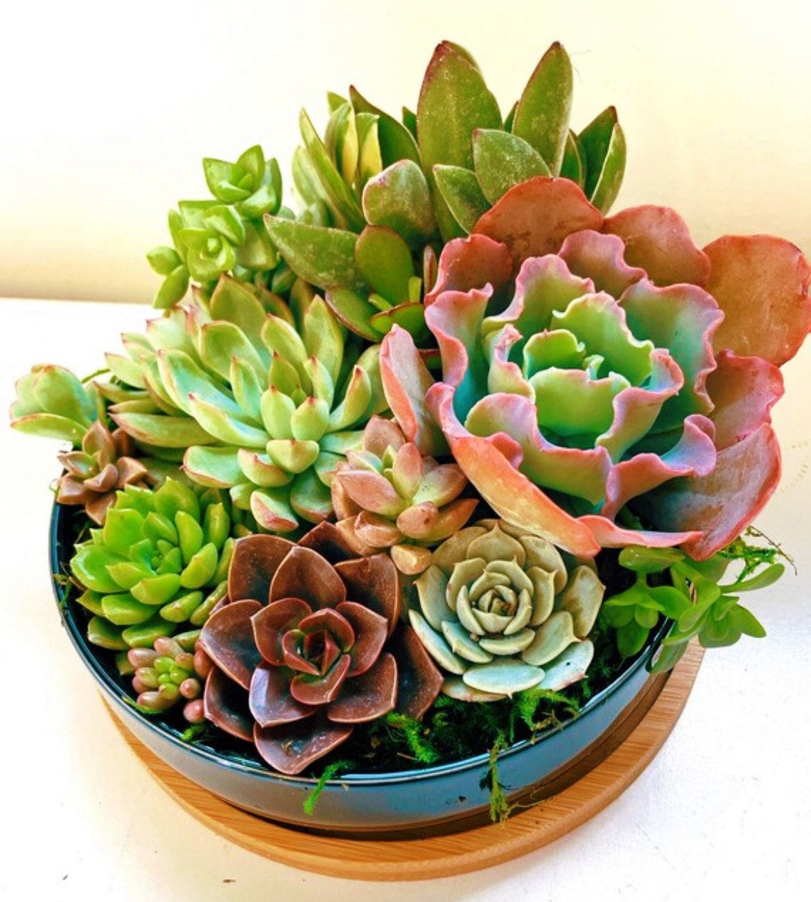 Succulent Arrangement in White Ceramic Pot with Bamboo Tray