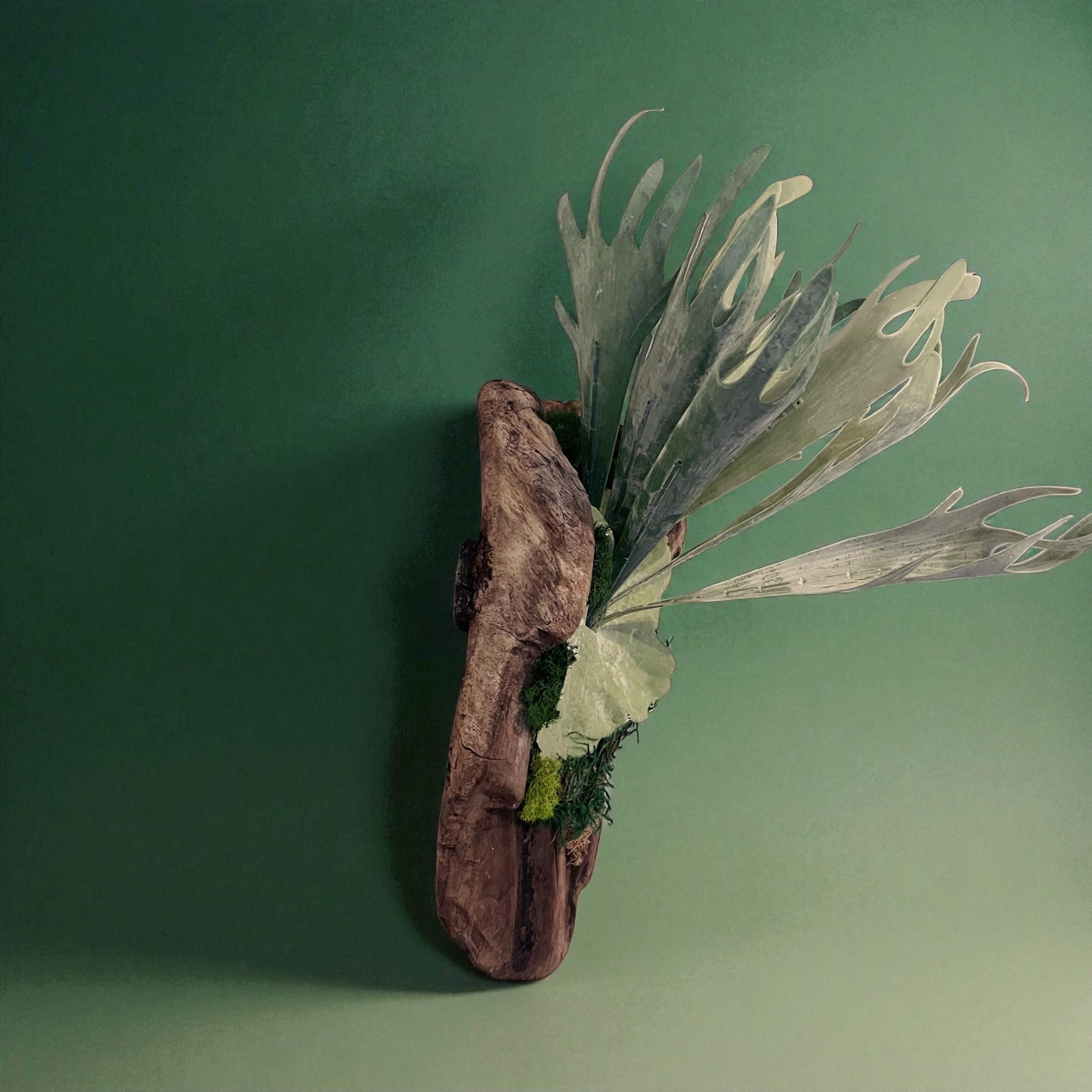 Staghorn Fern on Driftwood Wall Hanging