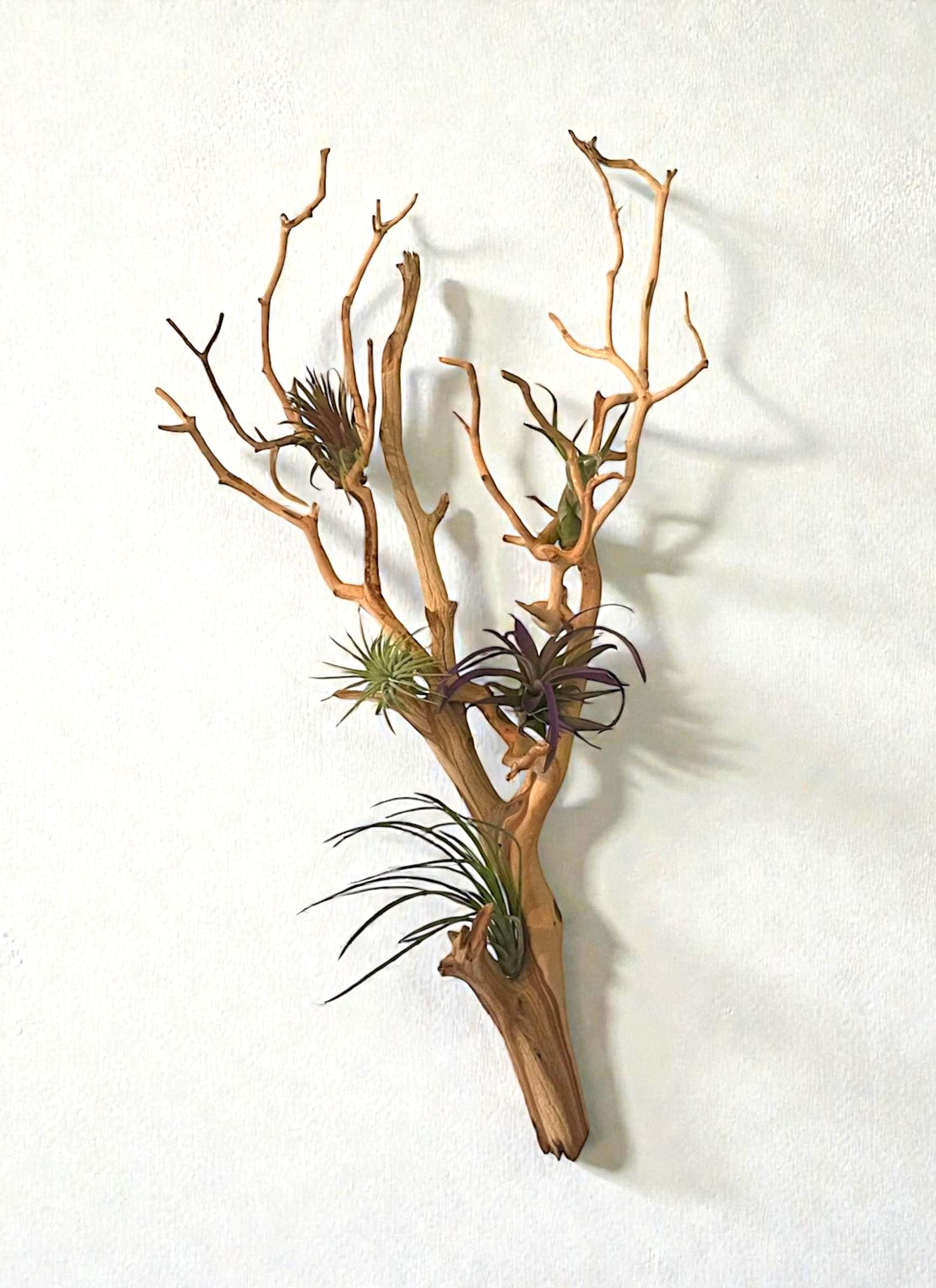 Large Manzanita Wall Hanging Air Plant Holder