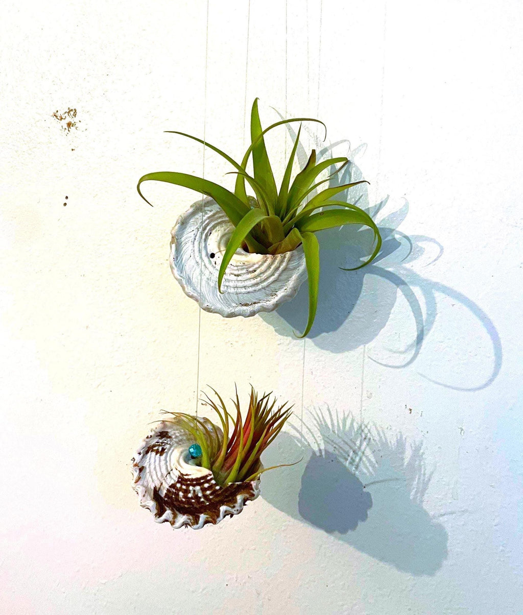 Wavy Turban Shell Air Plant Hanger