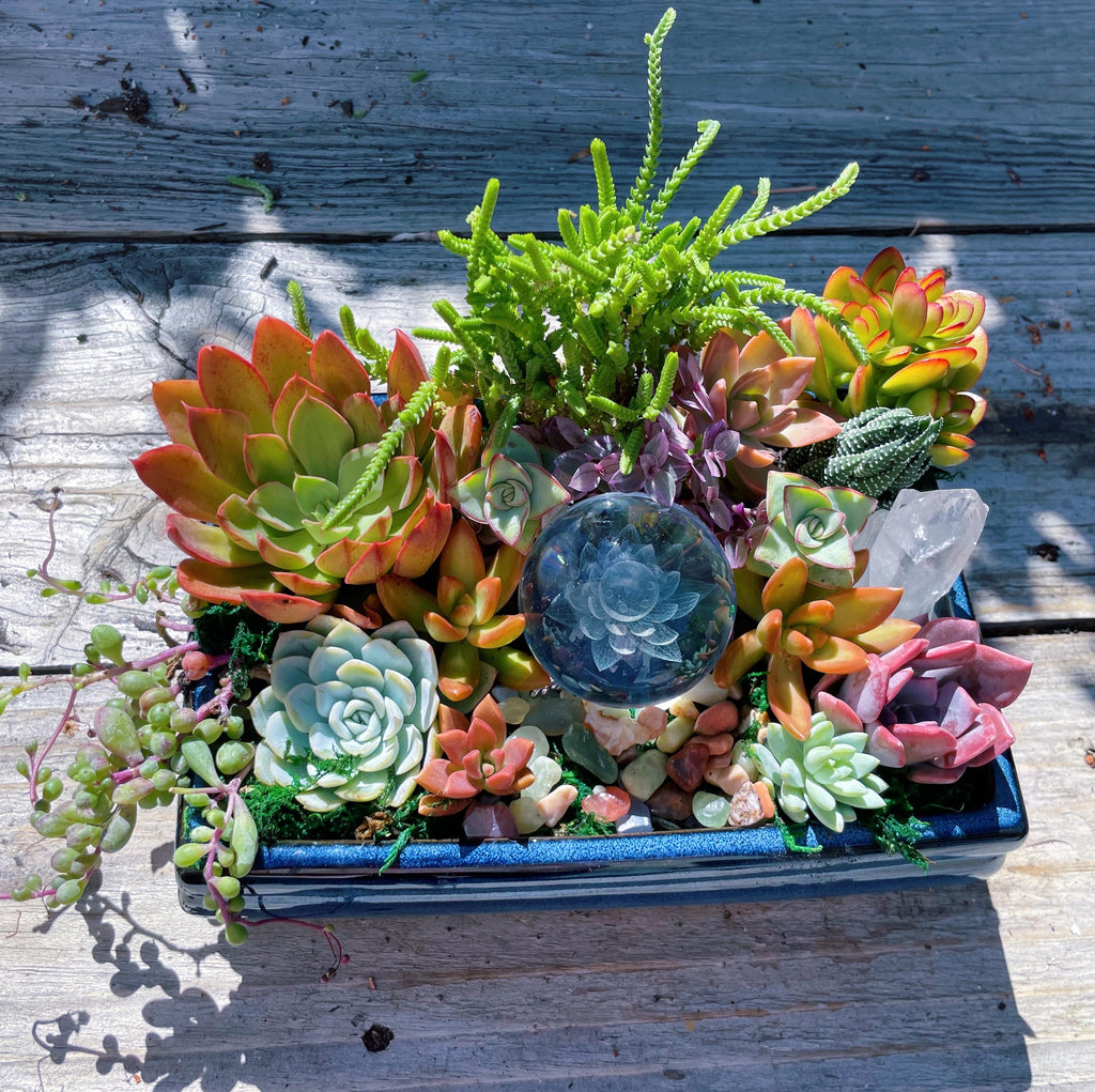 Lotus Crystal Succulent Arrangement