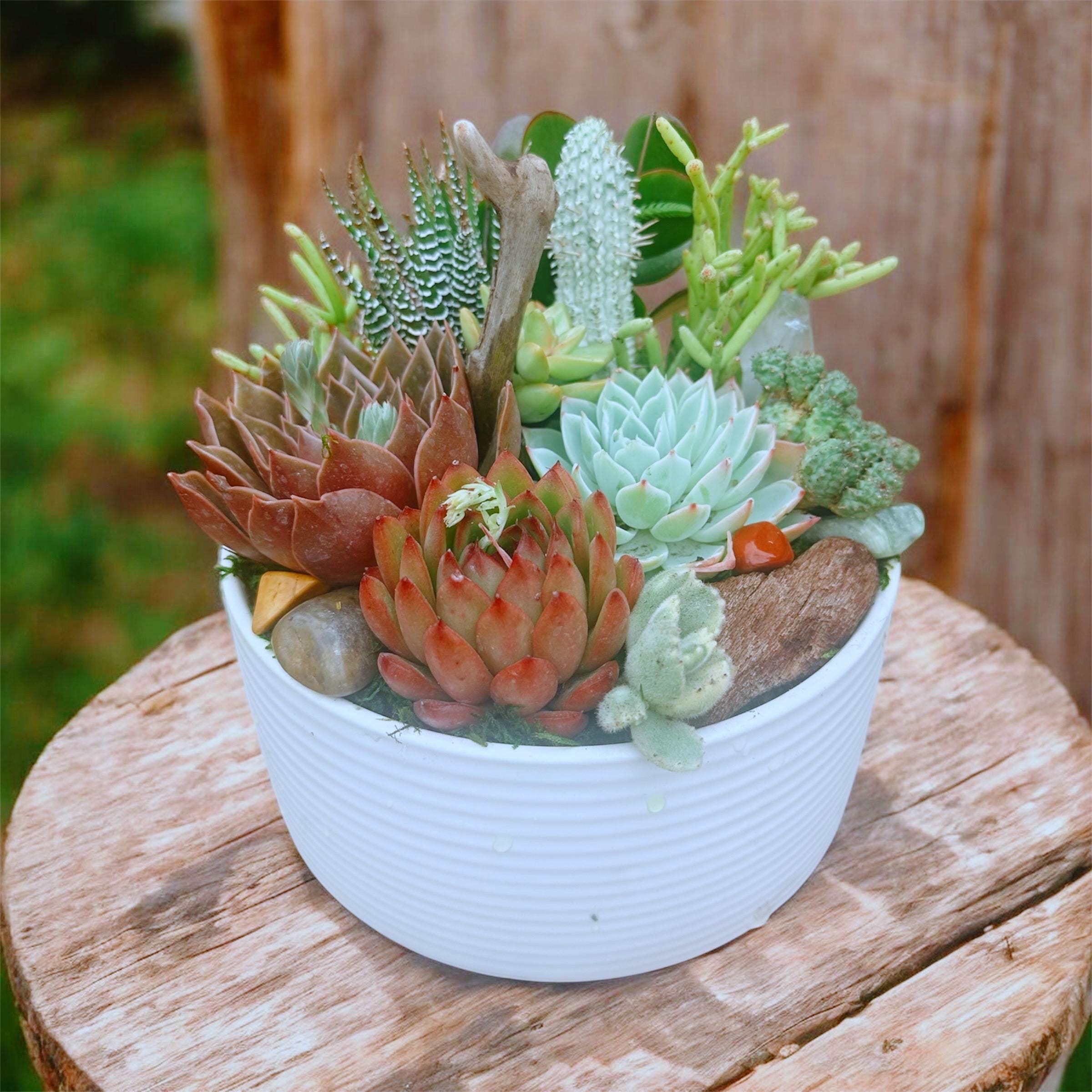 Desert Cowboy Succulent & Cactus Arrangement with Driftwood and Stones – Western Inspired Succulent Bowl, Southwest Home Decor