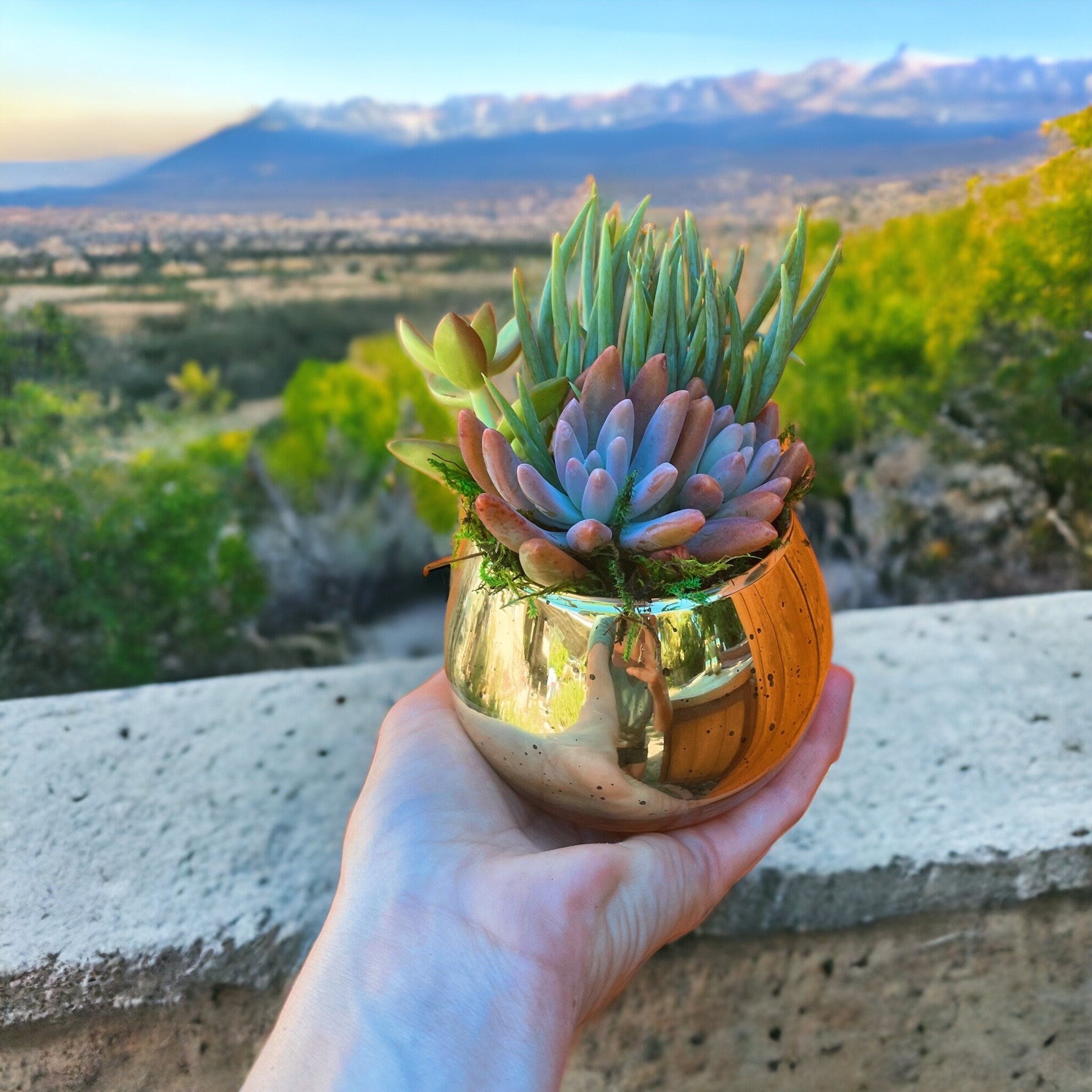 ✨ Mercury Gold Succulent Favors (2 or 4” Pots)