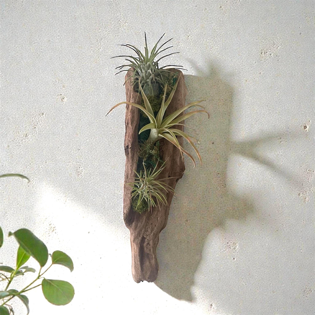 Driftwood Air Plant Wall Hanging | Coastal Driftwood Wall Decor with Live Tillandsia