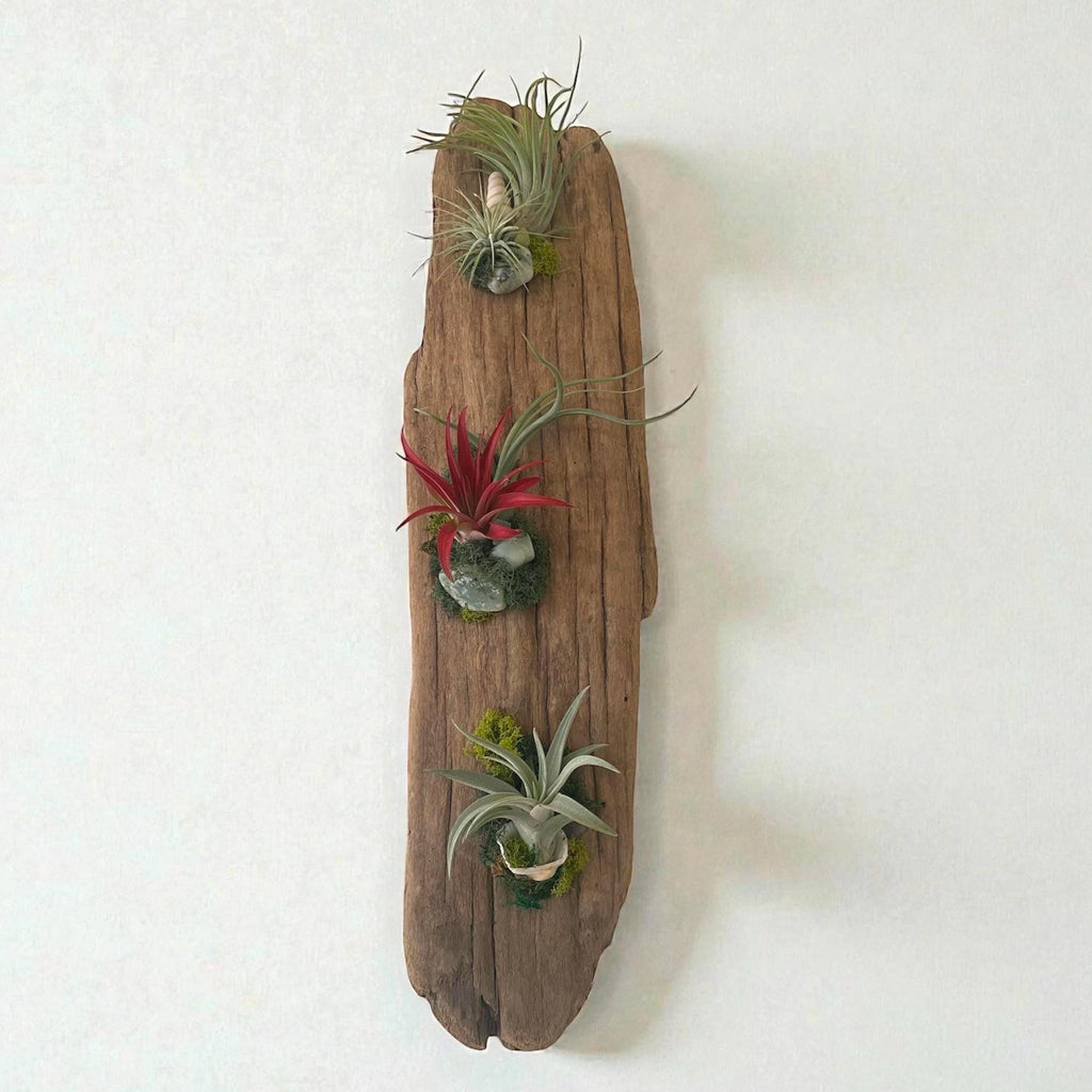 Driftwood Air Plant Wall Hanging | Coastal Driftwood Wall Decor with Live Tillandsia
