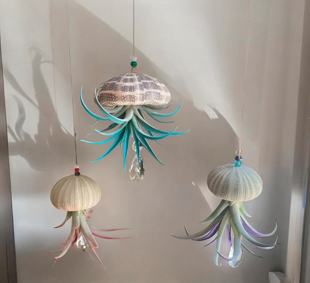 Colorful Sea Urchin Air Plant Ornament