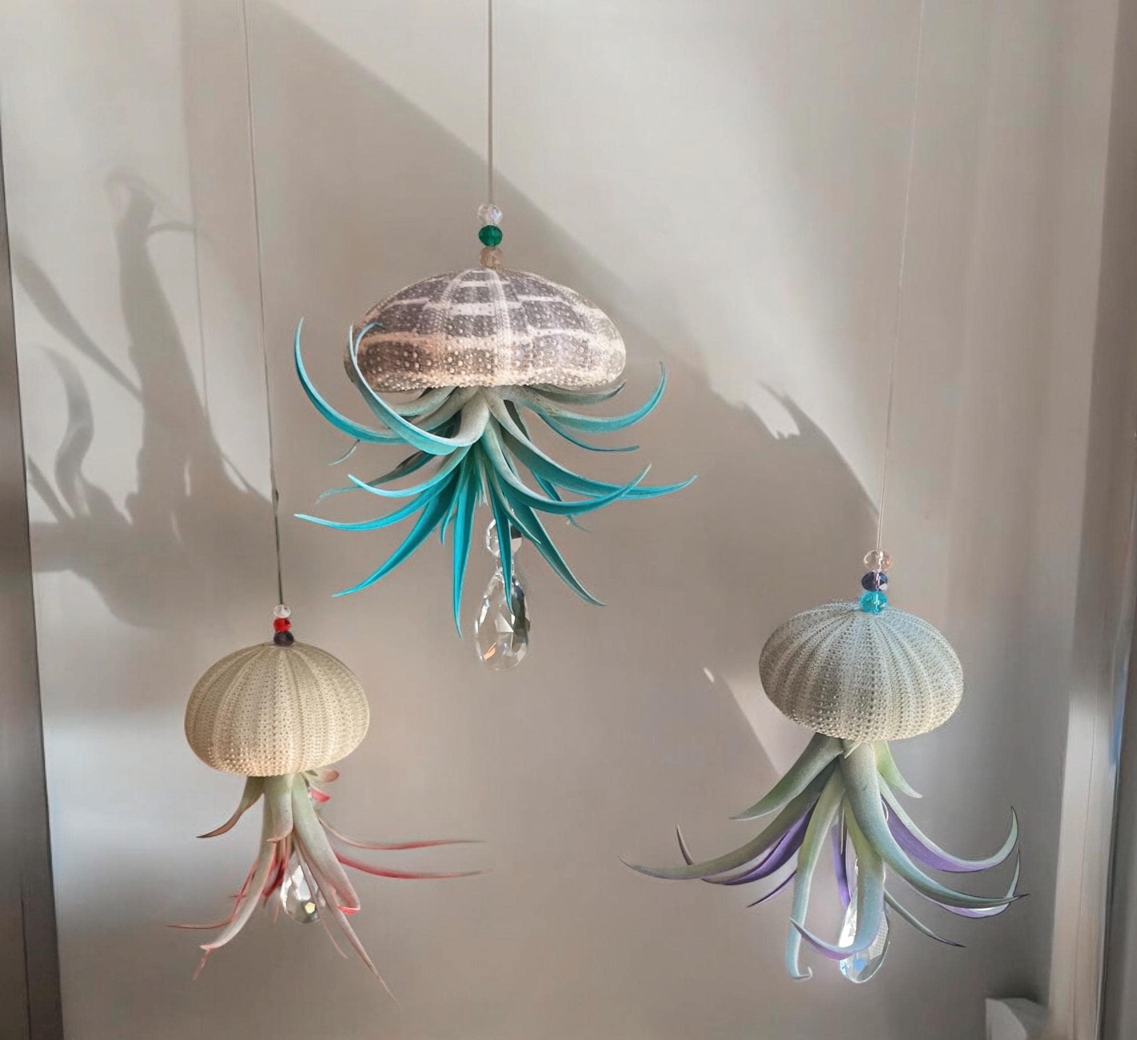 Colorful Sea Urchin Air Plant Ornament