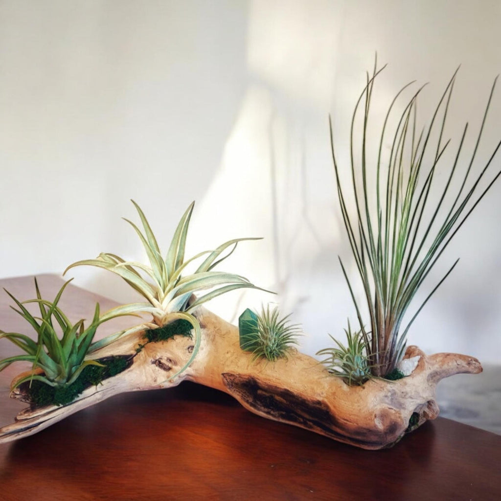 Malibu Driftwood Air Plant Centerpiece