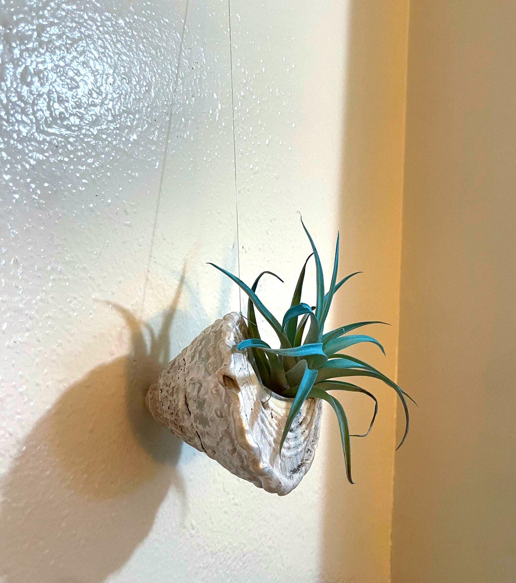 Wavy Turban Shell Air Plant Hanger